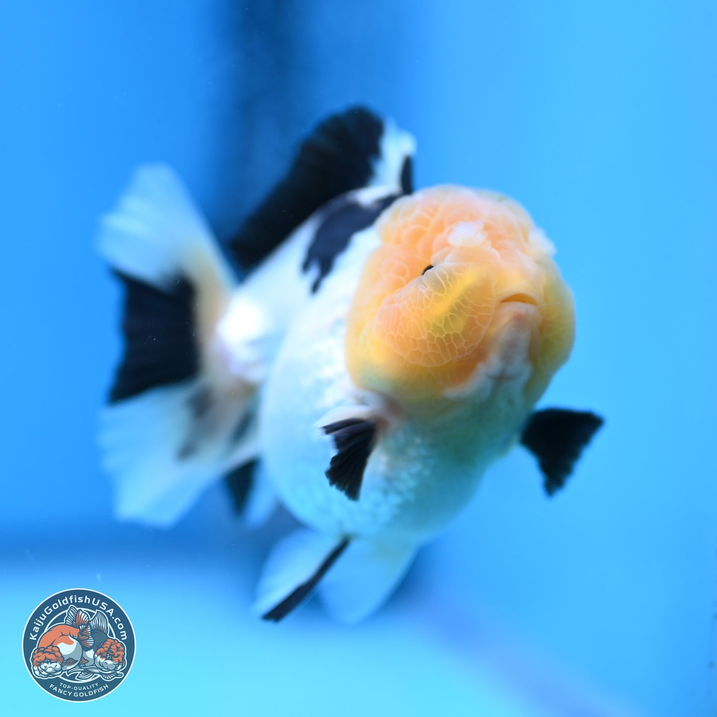 Panda Oranda 3.75 inches Body - Male (241227_OR15) - Kaiju Goldfish USA