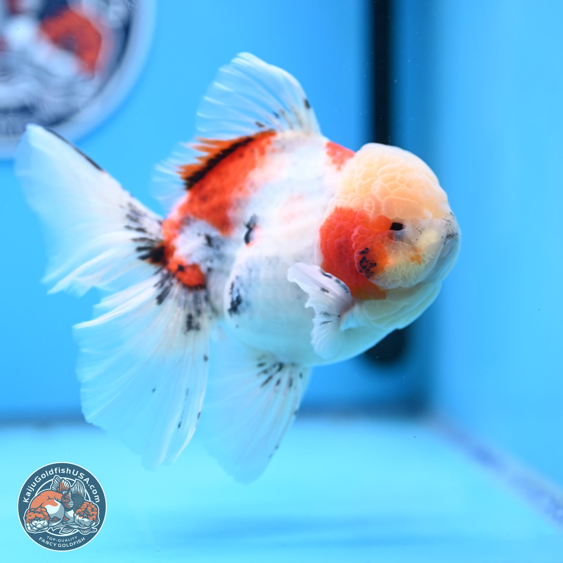 Calico Rose Tail Oranda 6 inches - Male (241129_OR15) - Kaiju Goldfish USA