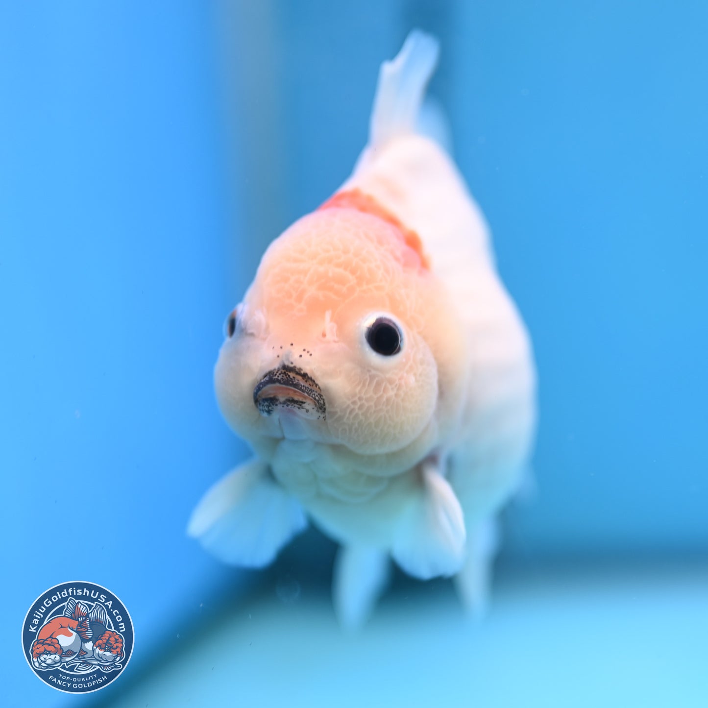 Shogun Sakura Oranda 3.75 inches Body - Male (250207_OR15)