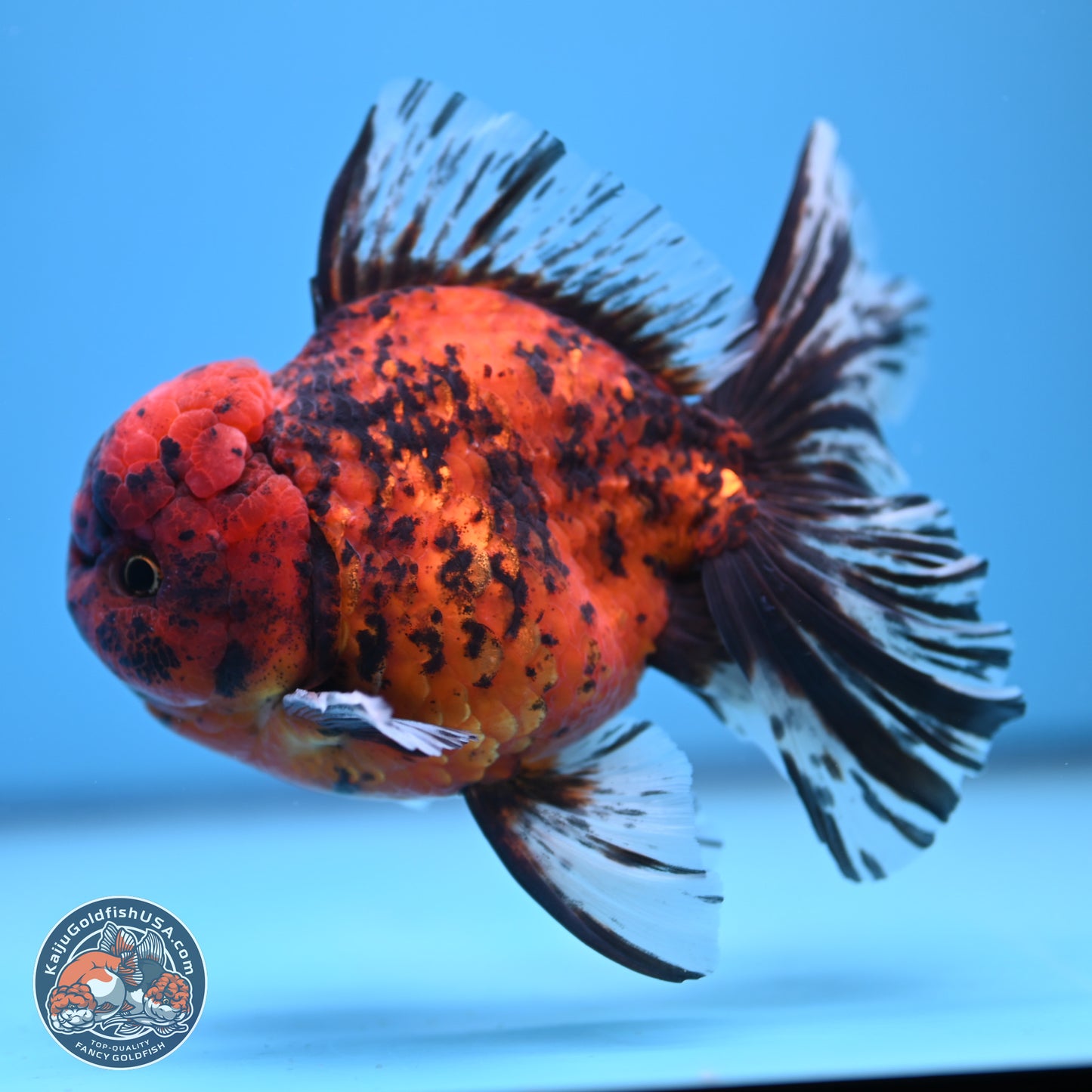 Tiger Rose Tail Oranda 6 inches - Male (241115_OR15) - Kaiju Goldfish USA