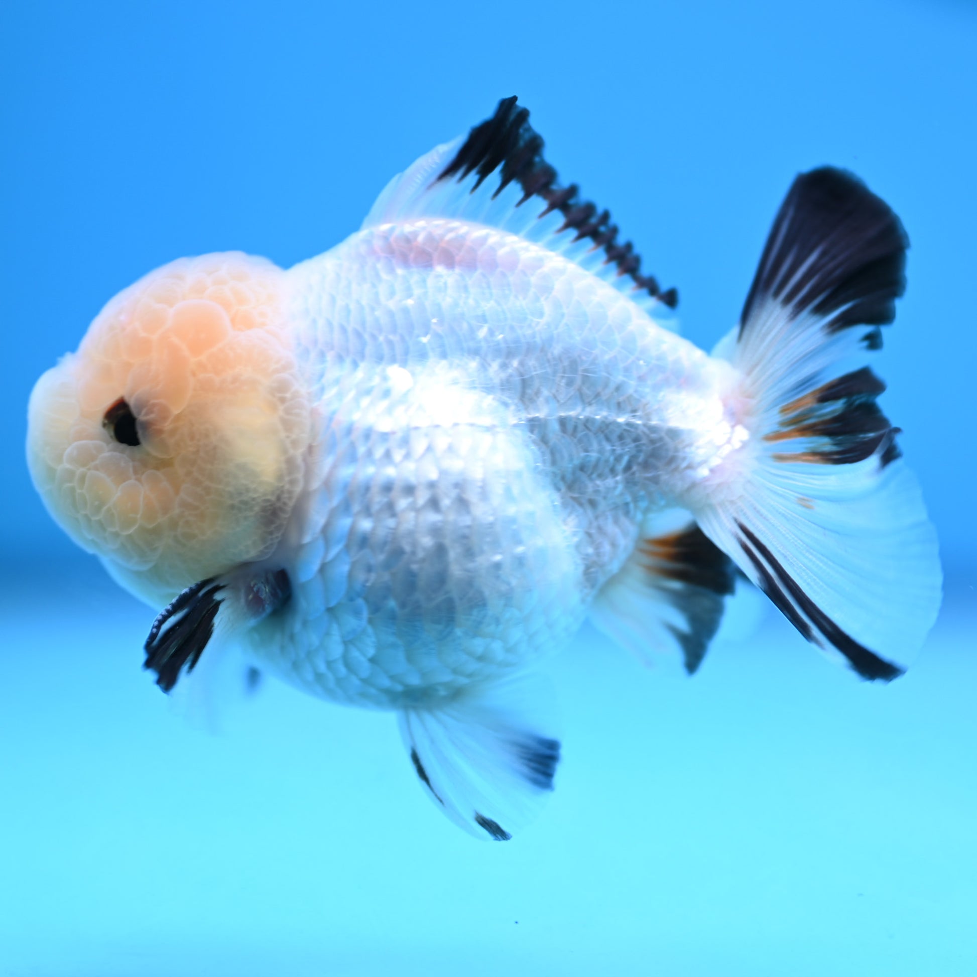 Panda Oranda 3.5-4 inches (241011_OR15) - Kaiju Goldfish USA