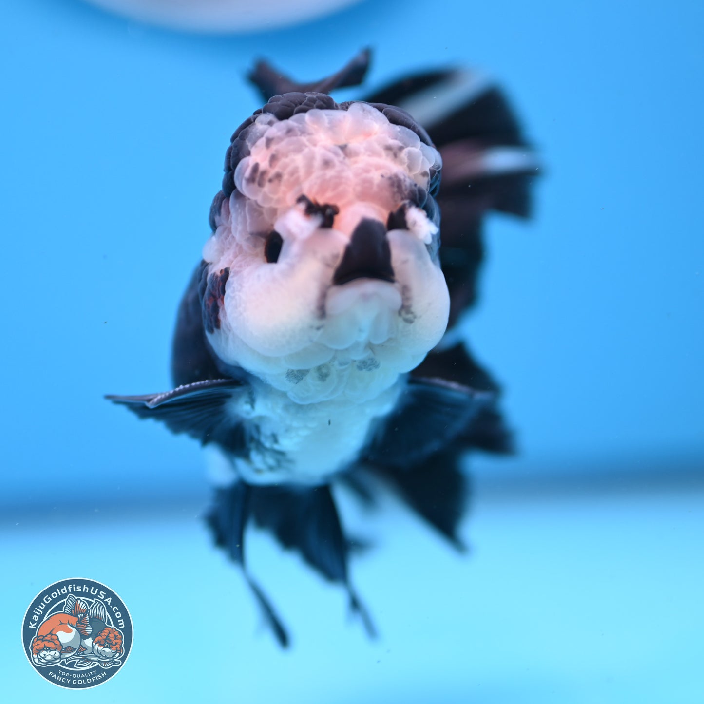 Panda Butterfly Tail Oranda 5.5 inches (241025_OR15) - Kaiju Goldfish USA