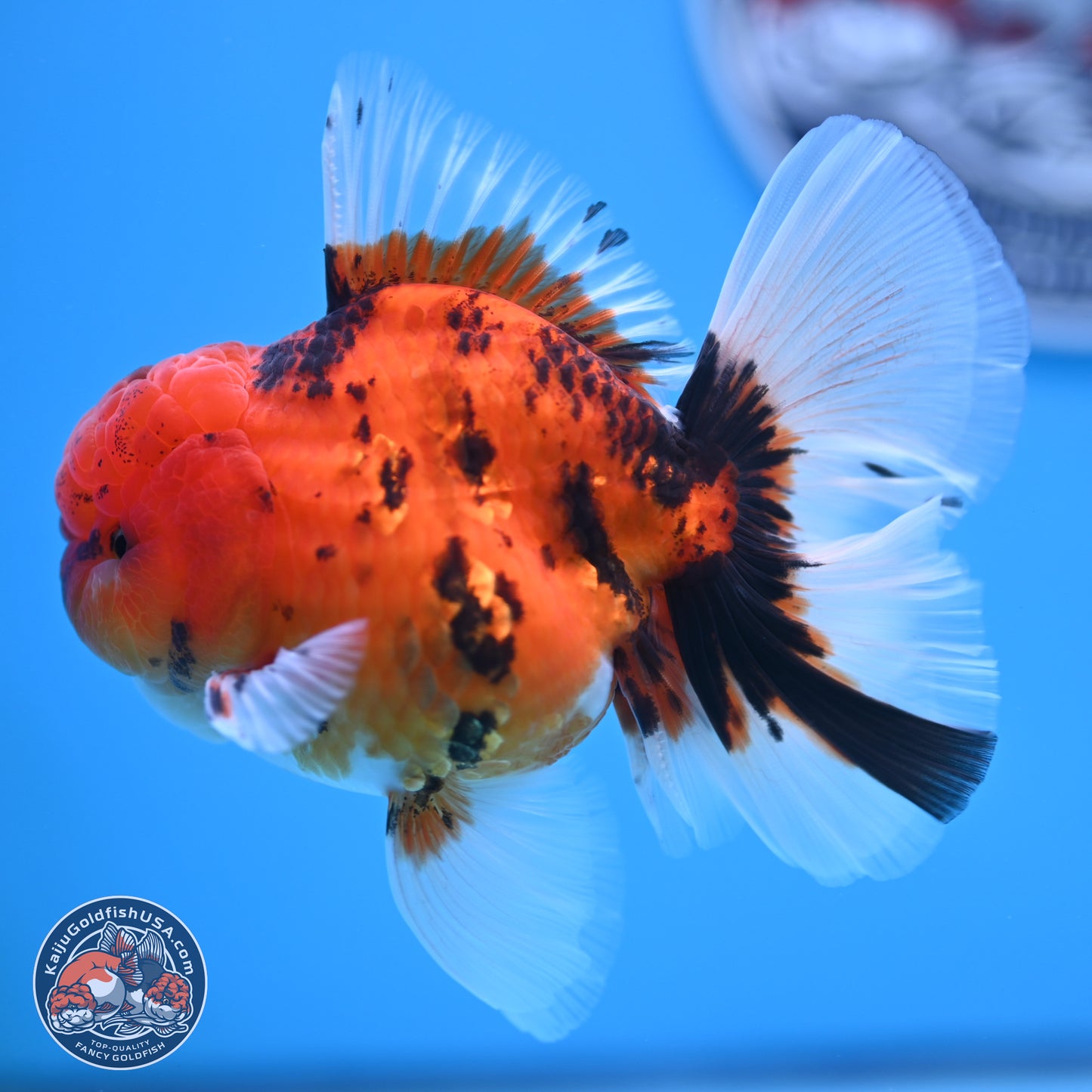 Tiger Orchid Tail Oranda 3.5 inches Body - Male (250307_OR15)