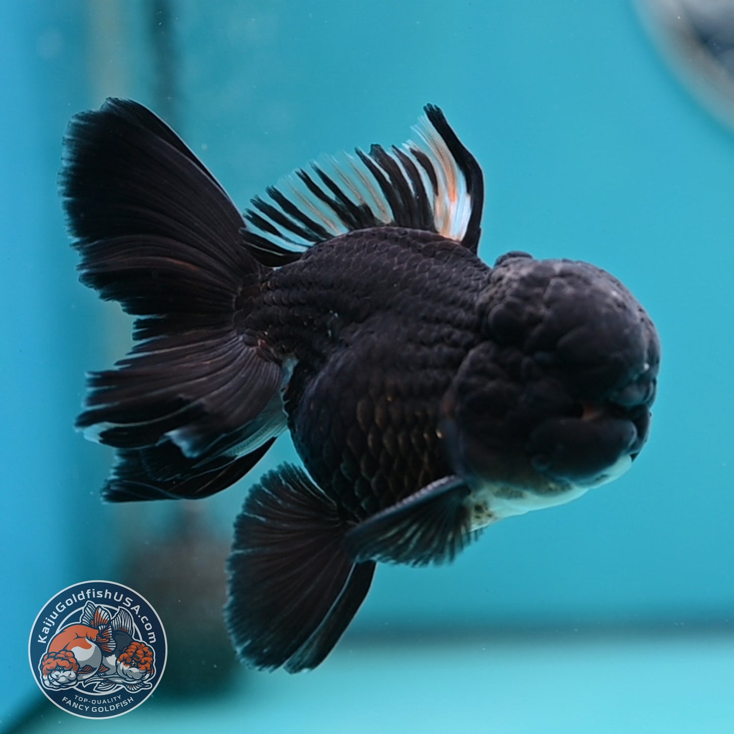 Black Rose Tail Oranda 3 inches Body (250502_OR15)