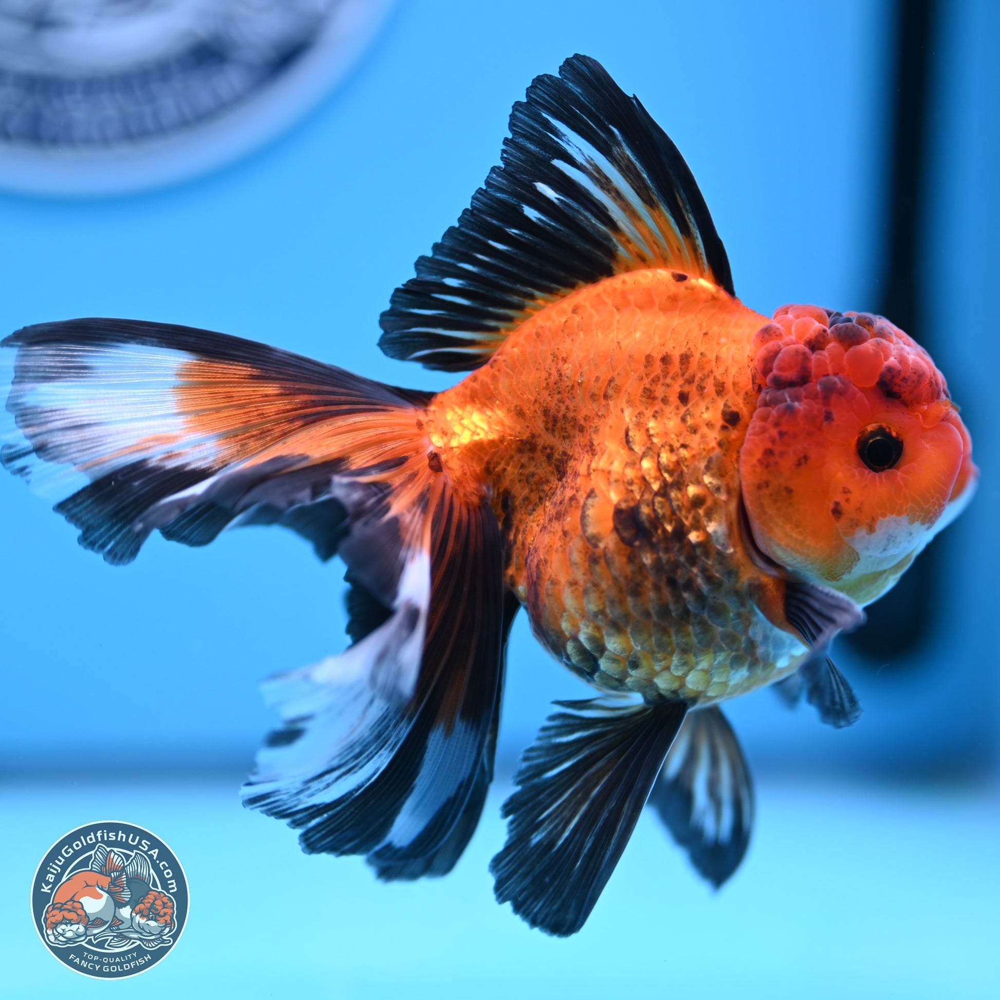 Apache Rose Tail Oranda 3in Body (240830_OR15) - Kaiju Goldfish USA