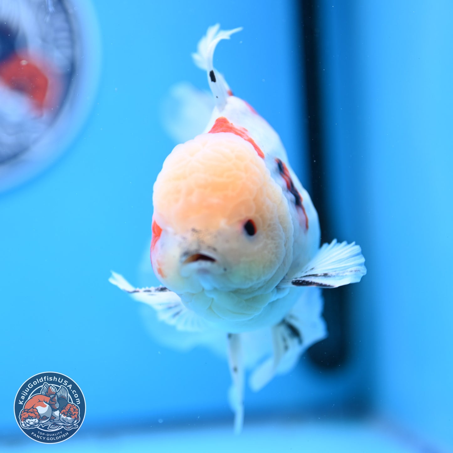 Calico Rose Tail Oranda 6 inches - Male (241129_OR15) - Kaiju Goldfish USA