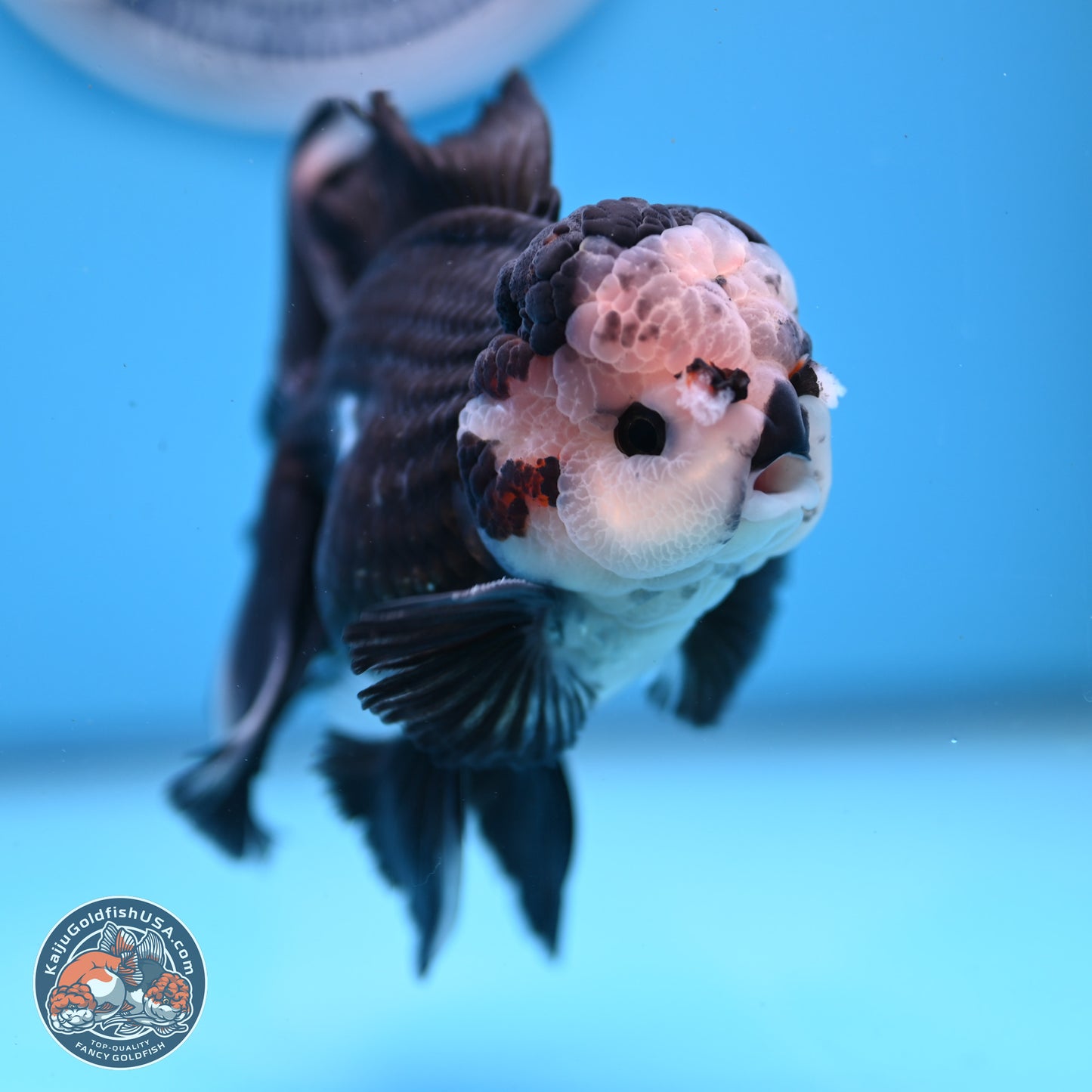 Panda Butterfly Tail Oranda 5.5 inches (241025_OR15) - Kaiju Goldfish USA