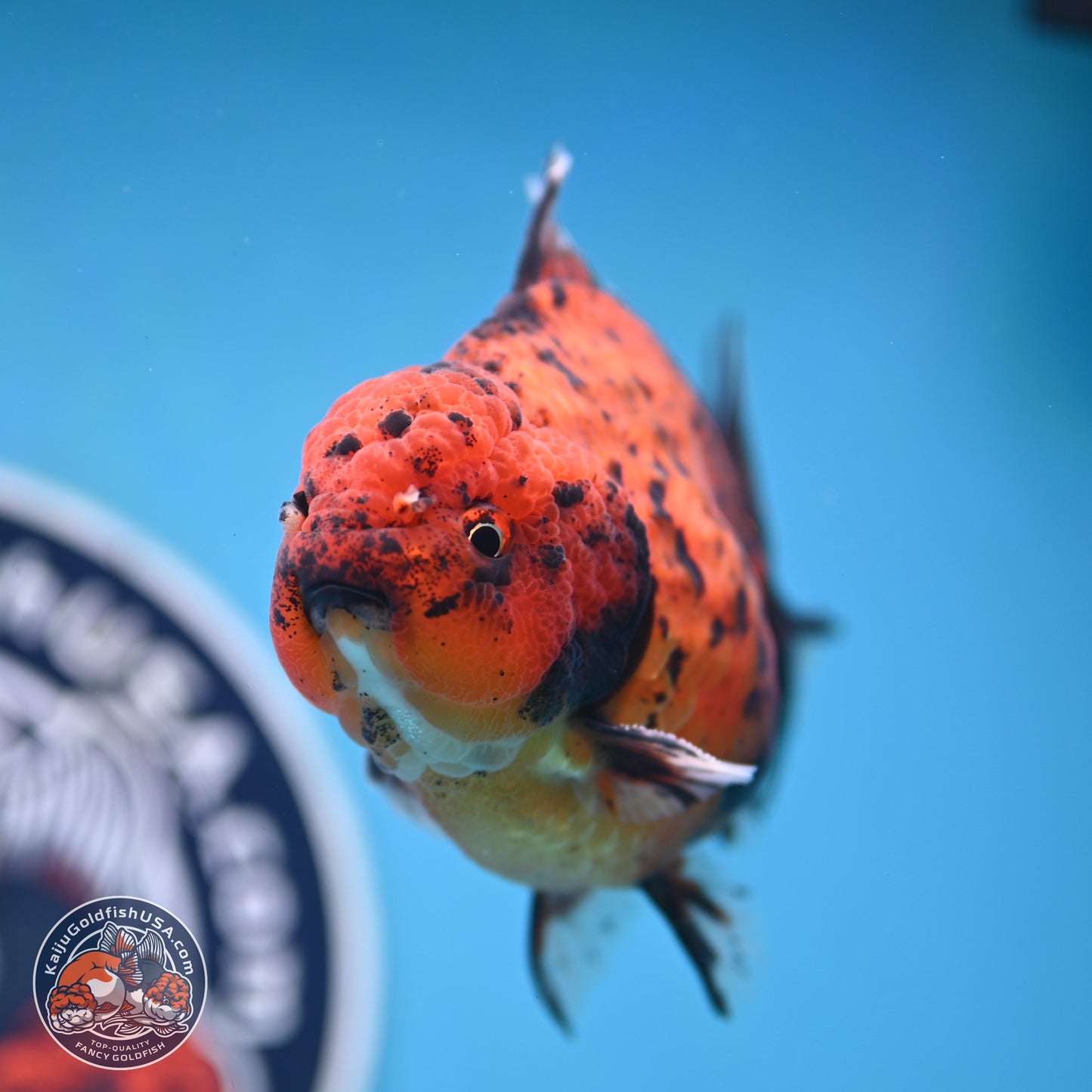 Shogun Tiger Oranda 4 inches Body - Male (250131_OR15)