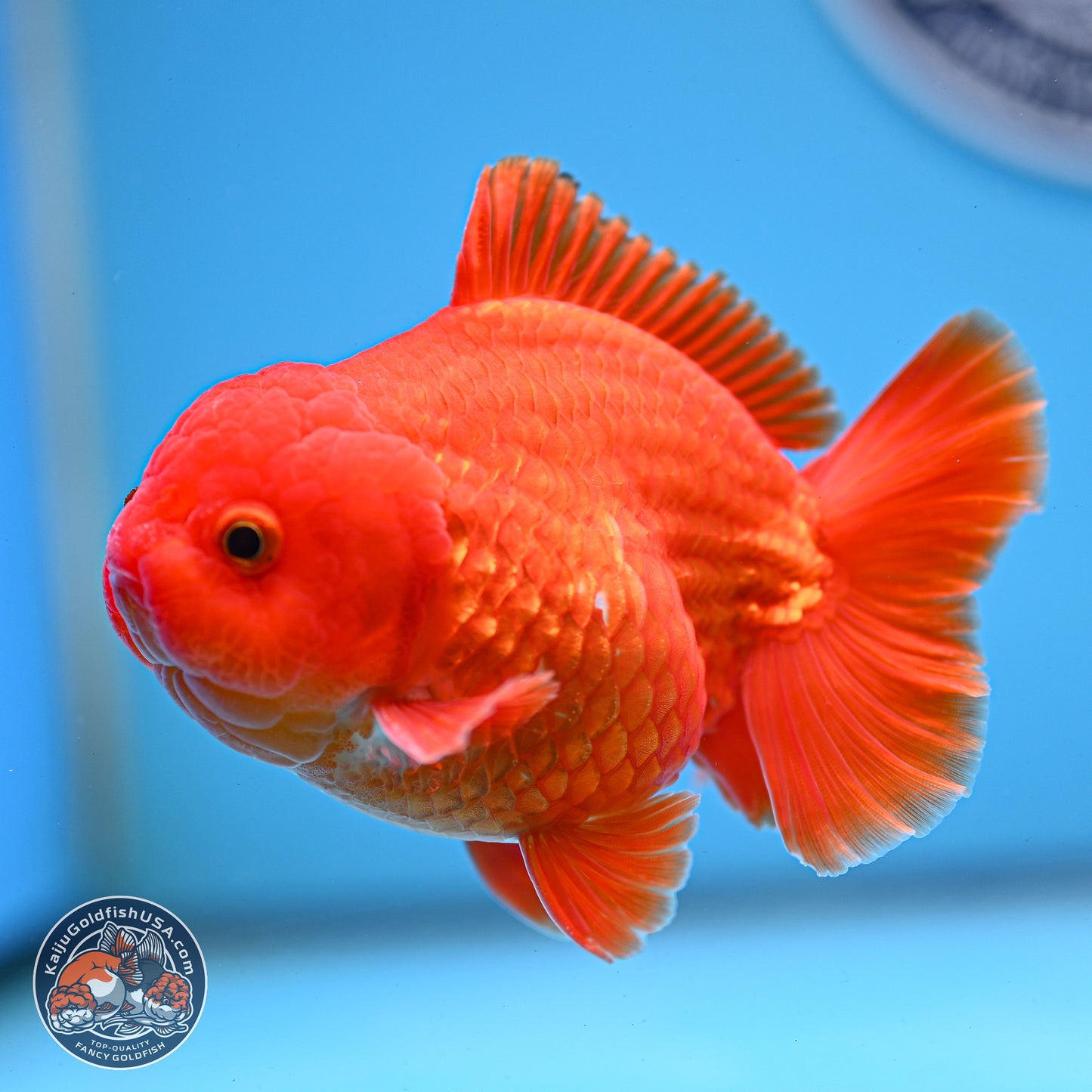 Classic Red YuanBao Oranda 3.75 inches Body - Male (250228_OR15)