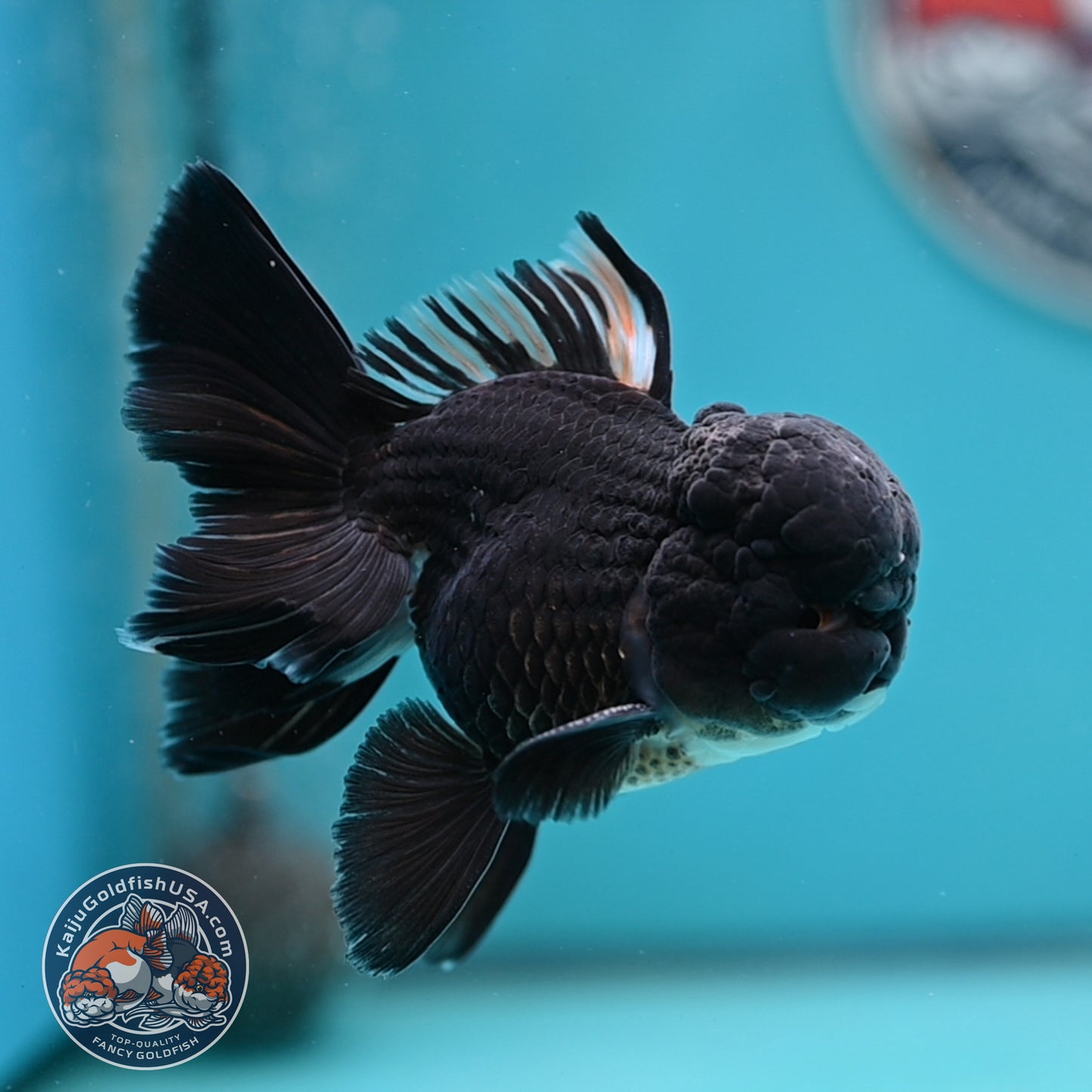 Black Rose Tail Oranda 3 inches Body (250502_OR15)