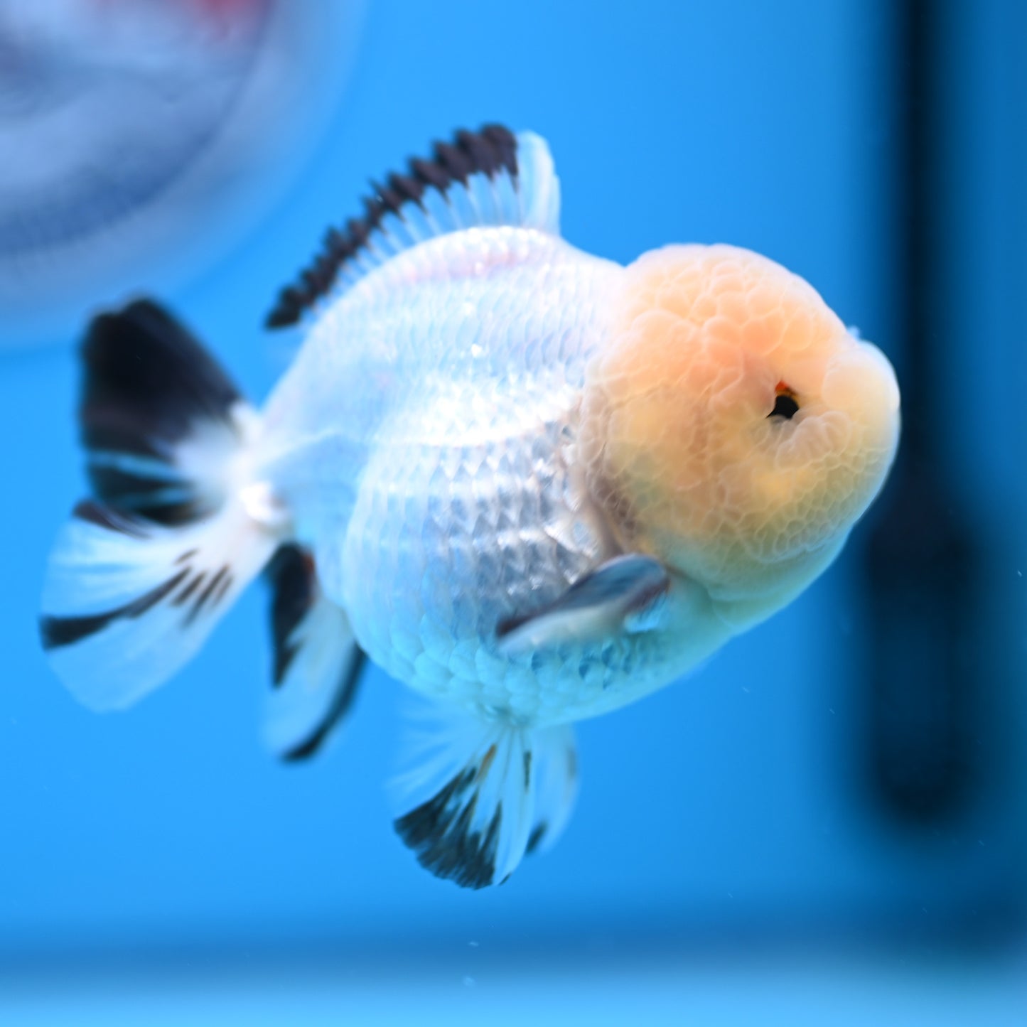 Panda Oranda 3.5-4 inches (241011_OR15) - Kaiju Goldfish USA