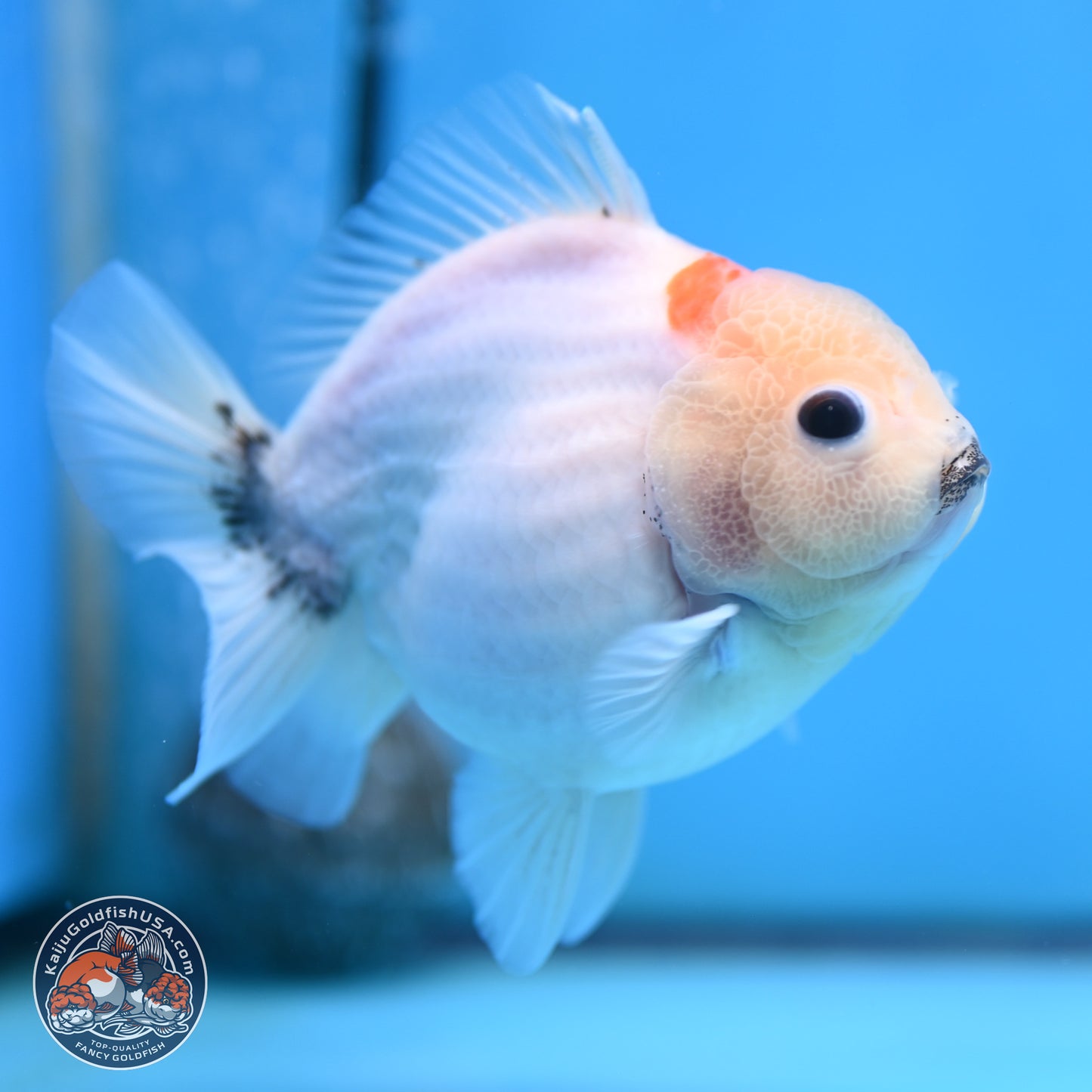 Shogun Sakura Oranda 3.75 inches Body - Male (250207_OR15)