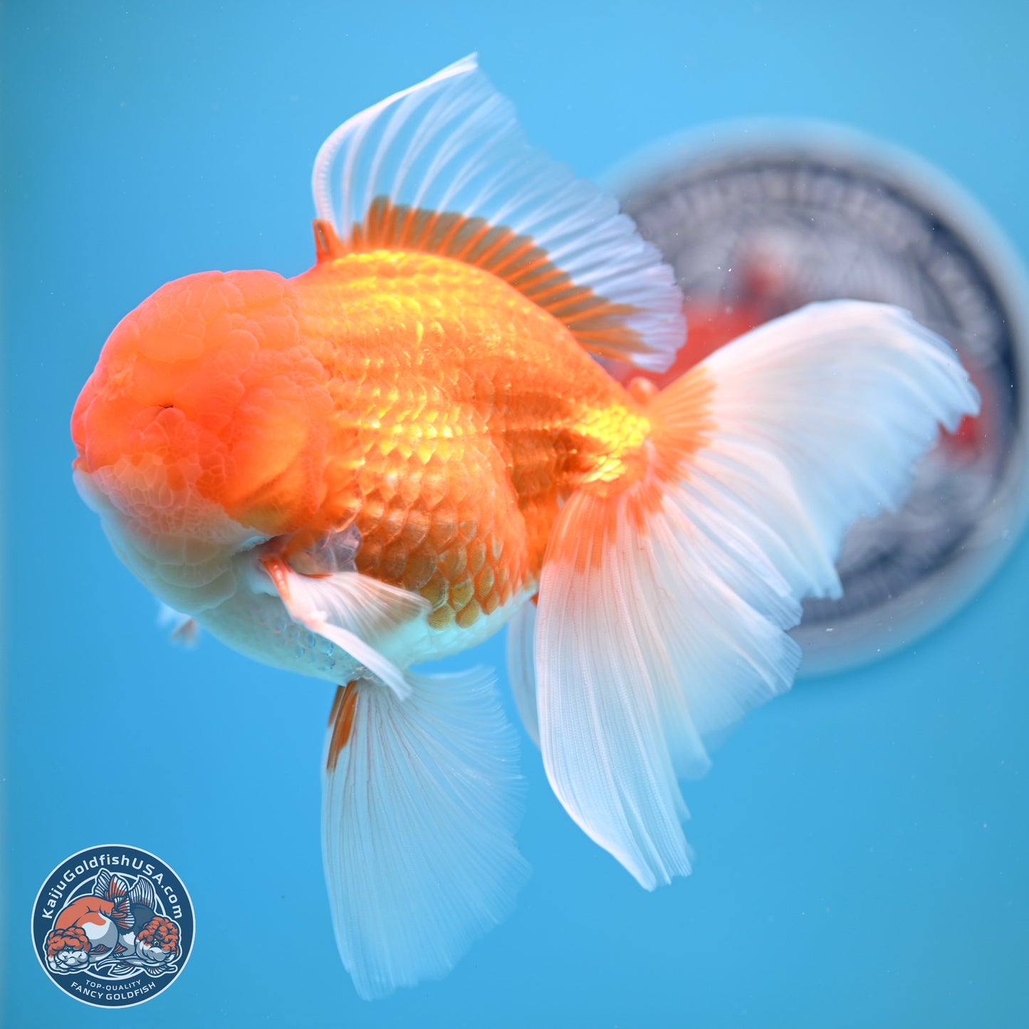 Red White Rose Tail Oranda 4-6.5 inches (240906_OR15) - Kaiju Goldfish USA