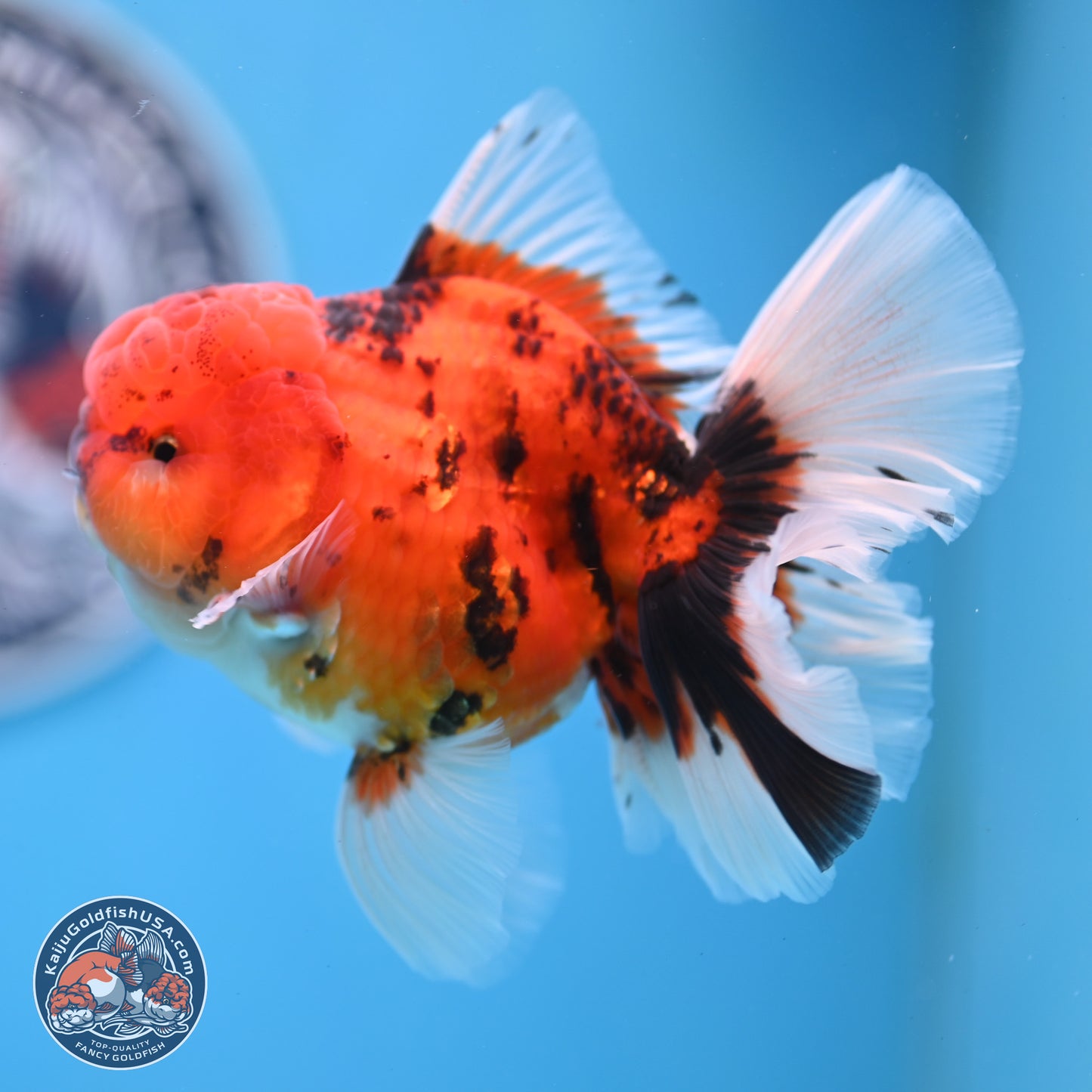 Tiger Orchid Tail Oranda 3.5 inches Body - Male (250307_OR15)