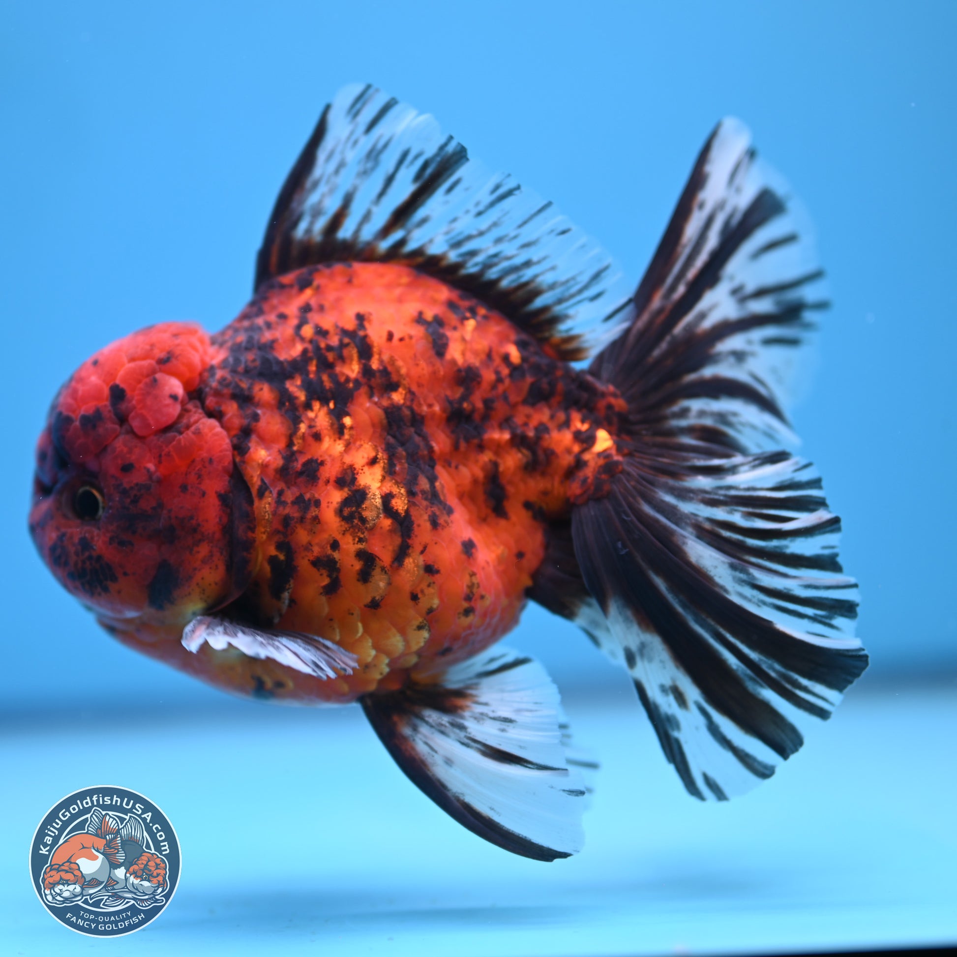 Tiger Rose Tail Oranda 6 inches - Male (241115_OR15) - Kaiju Goldfish USA