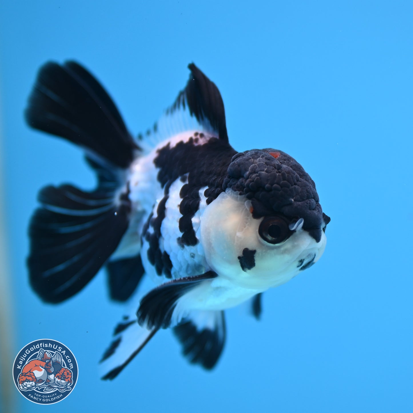 Black Cap Panda Rose Tail Oranda 2.8 inches Body - Male (250314_OR15)