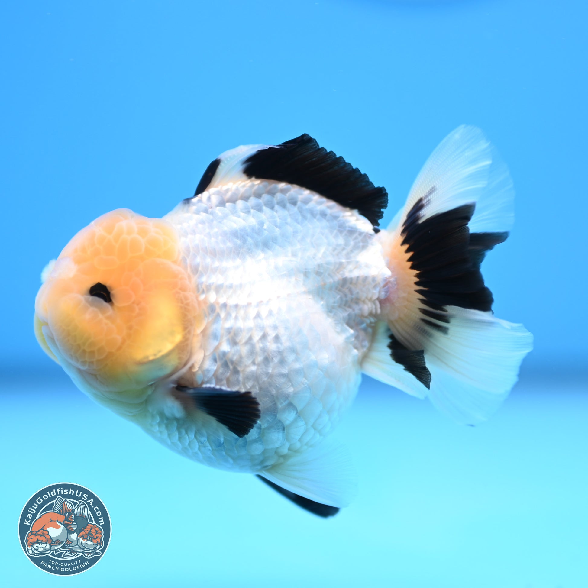 Panda Oranda 3.75 inches Body - Male (241227_OR15) - Kaiju Goldfish USA