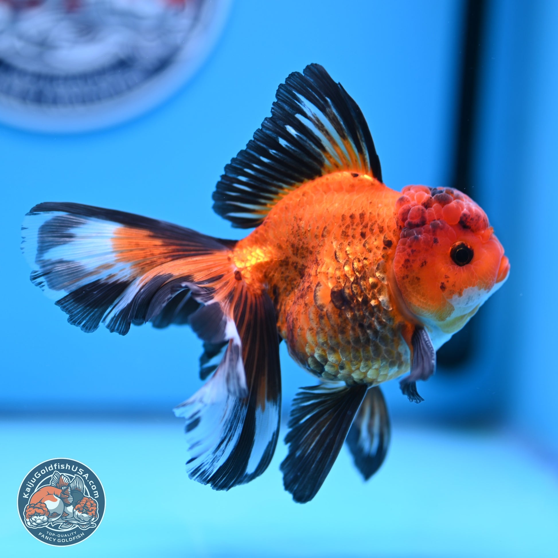 Apache Rose Tail Oranda 3in Body (240830_OR15) - Kaiju Goldfish USA