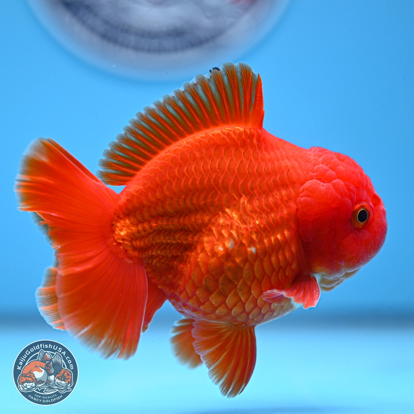 Classic Red YuanBao Oranda 3.75 inches Body - Male (250228_OR15)