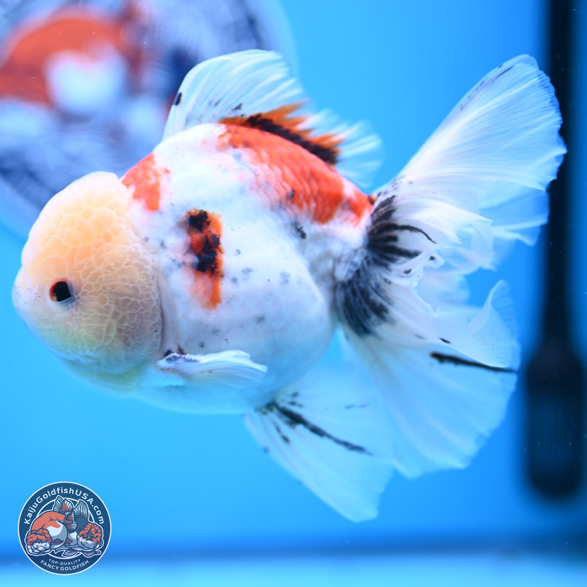 Calico Rose Tail Oranda 6 inches - Male (241129_OR15) - Kaiju Goldfish USA