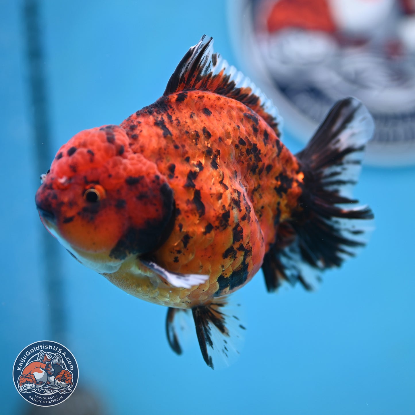 Shogun Tiger Oranda 4 inches Body - Male (250131_OR15)