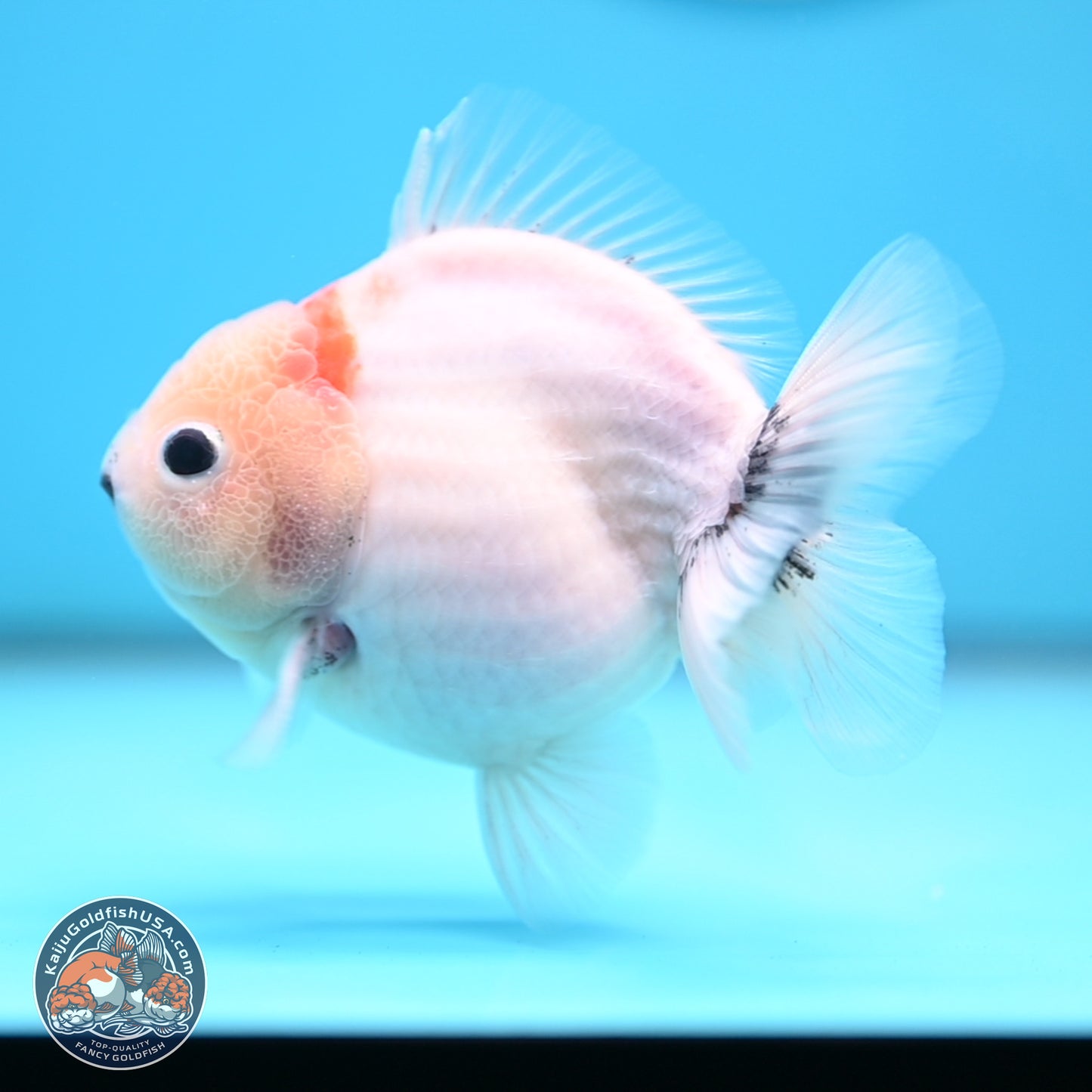 Shogun Sakura Oranda 3.75 inches Body - Male (250207_OR15)