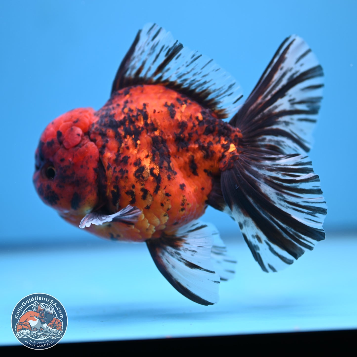 Tiger Rose Tail Oranda 6 inches - Male (241115_OR15) - Kaiju Goldfish USA