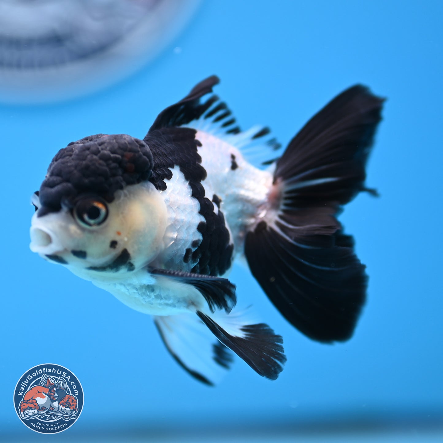 Black Cap Panda Rose Tail Oranda 2.8 inches Body - Male (250314_OR15)