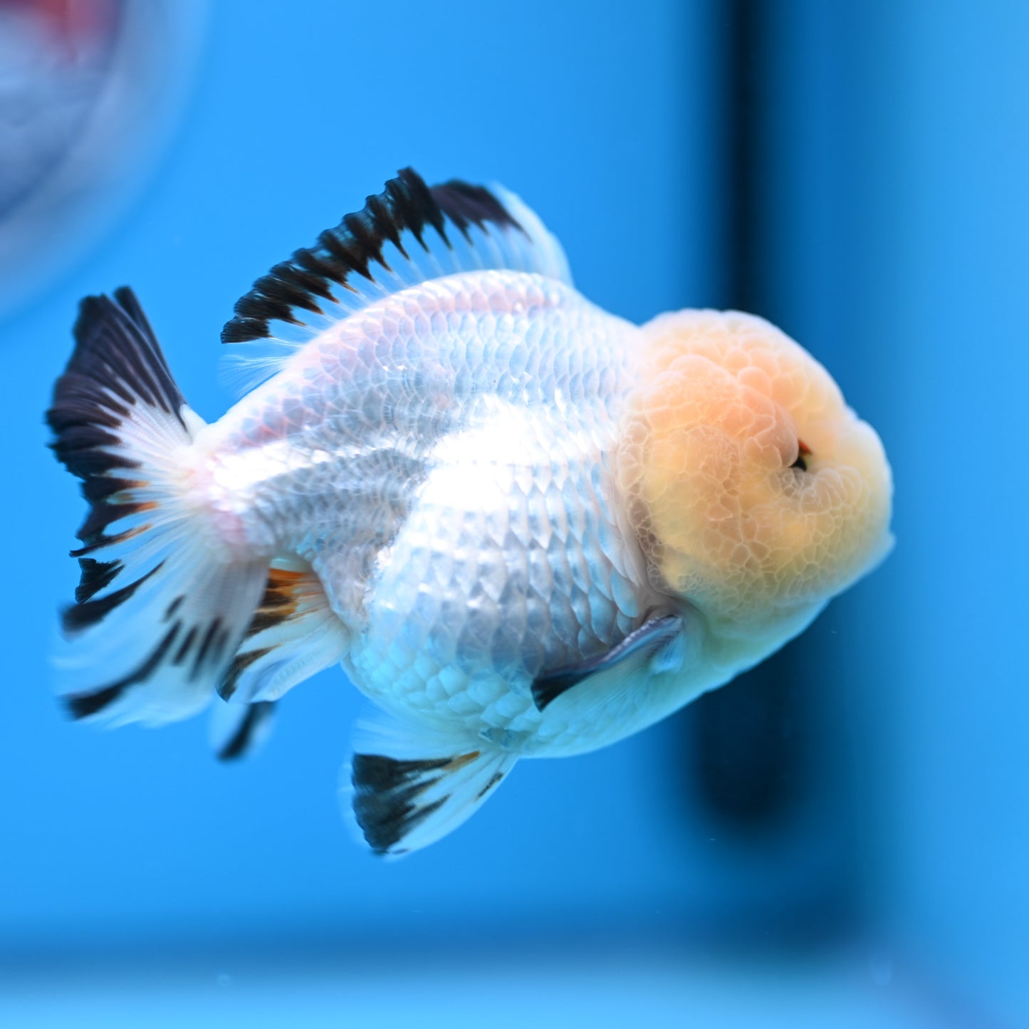 Panda Oranda 3.5-4 inches (241011_OR15) - Kaiju Goldfish USA