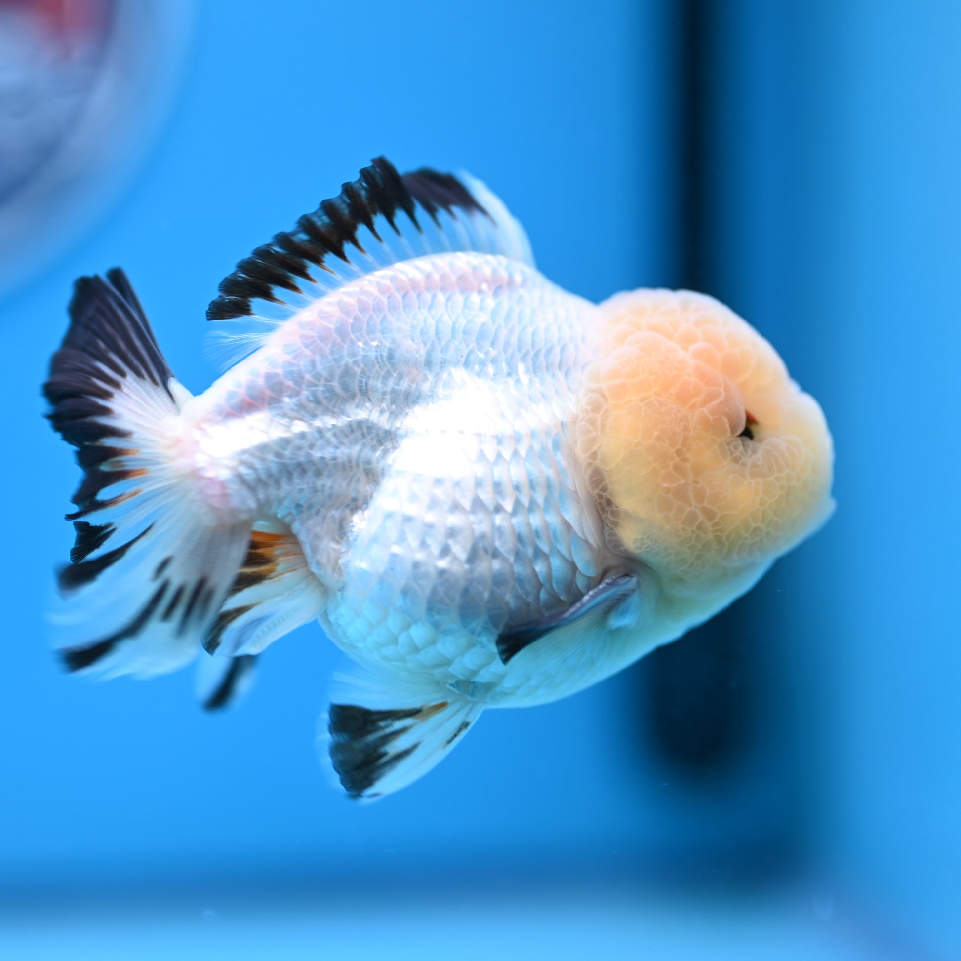 Panda Oranda 3.5-4 inches (241011_OR15) - Kaiju Goldfish USA