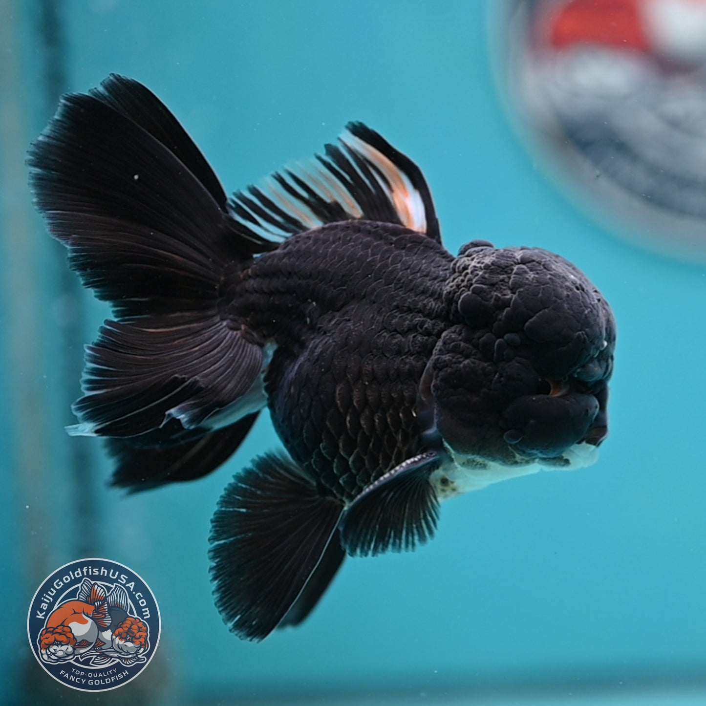 Black Rose Tail Oranda 3 inches Body (250502_OR15)