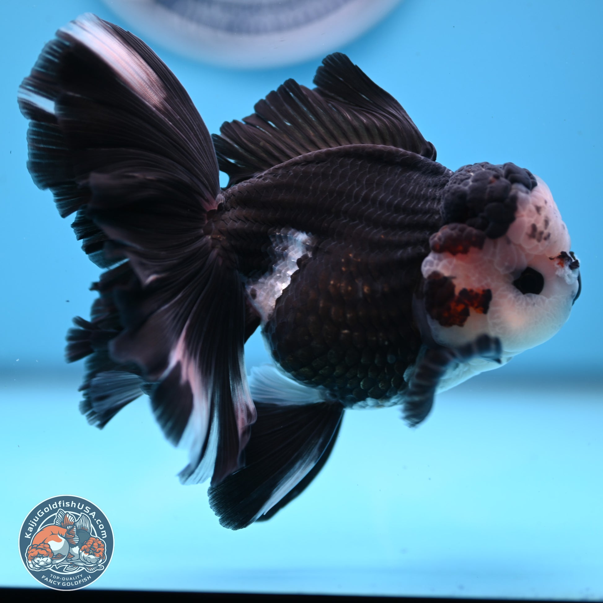 Panda Butterfly Tail Oranda 5.5 inches (241025_OR15) - Kaiju Goldfish USA