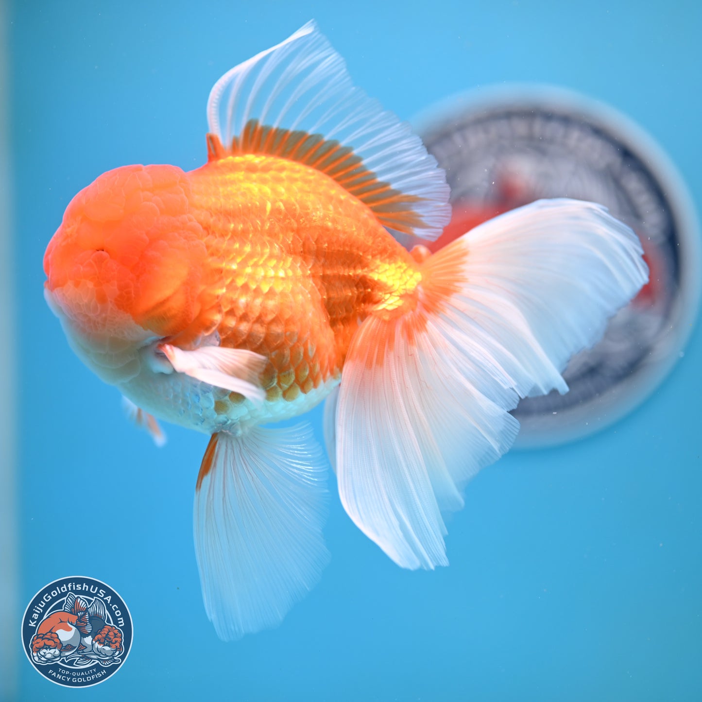 Red White Rose Tail Oranda 4-6.5 inches (240906_OR15) - Kaiju Goldfish USA