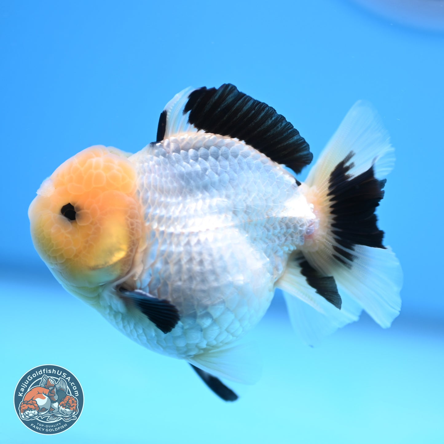 Panda Oranda 3.75 inches Body - Male (241227_OR15) - Kaiju Goldfish USA