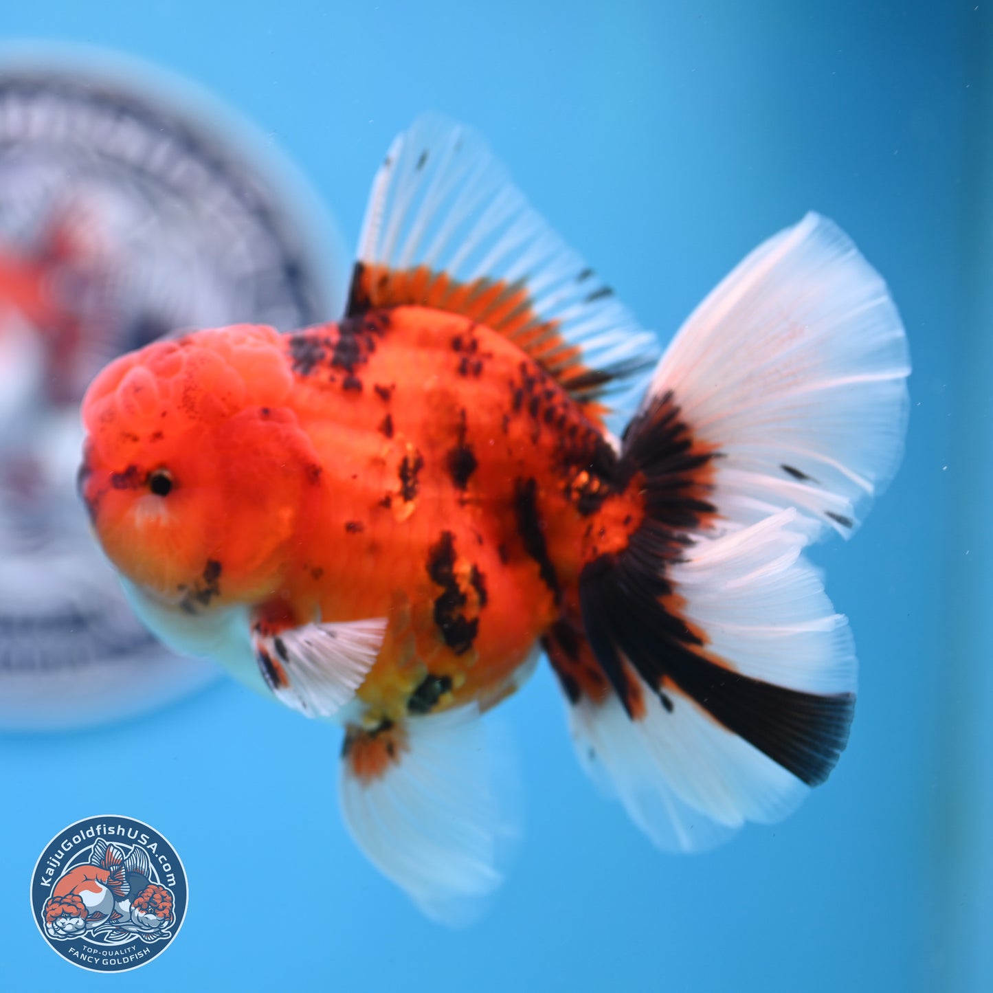 Tiger Orchid Tail Oranda 3.5 inches Body - Male (250307_OR15)