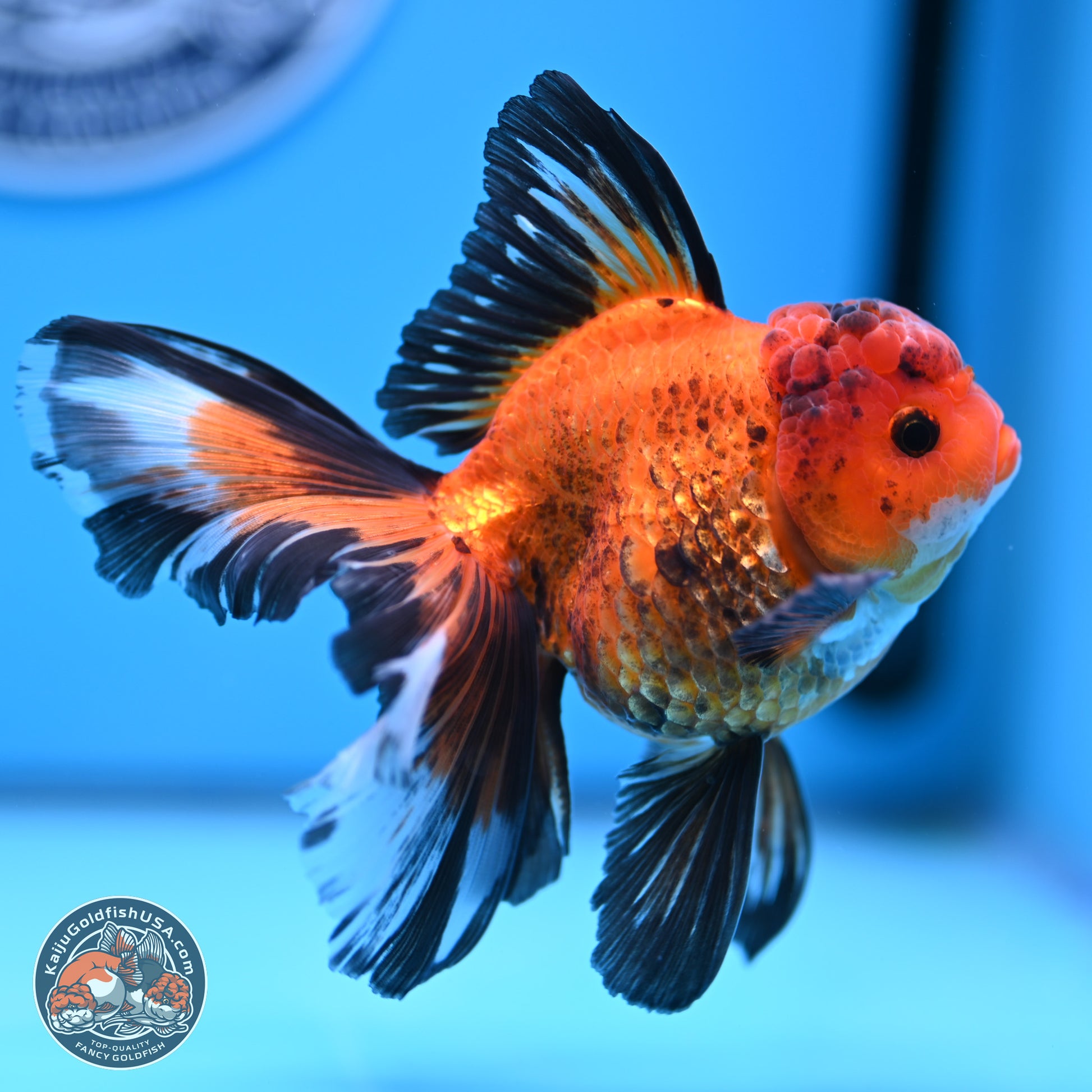 Apache Rose Tail Oranda 3in Body (240830_OR15) - Kaiju Goldfish USA