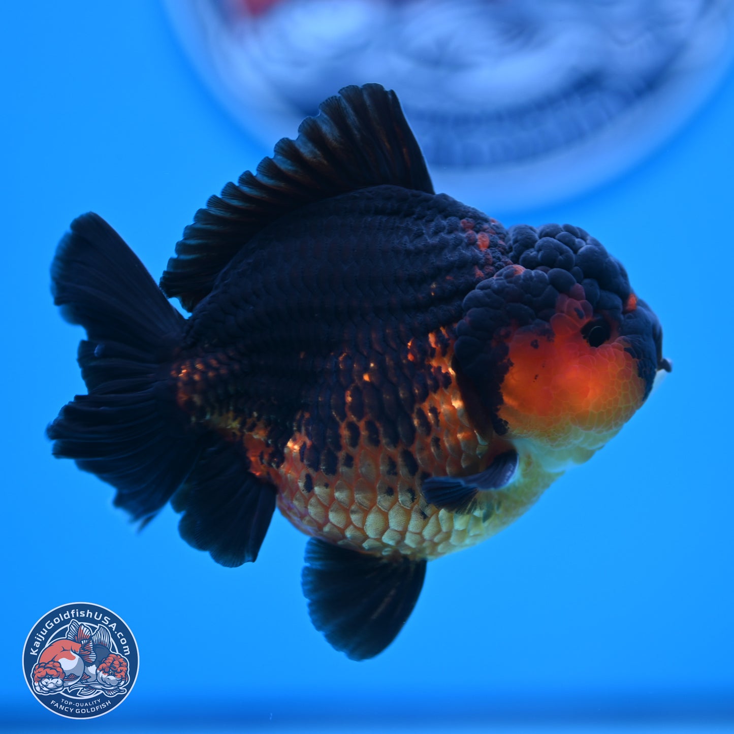 Apache YuanBao Oranda 4 inches  (241018_OR15)