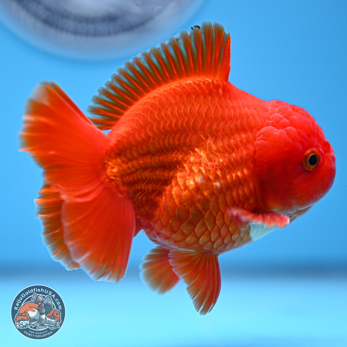 Classic Red YuanBao Oranda 3.75 inches Body - Male (250228_OR15)