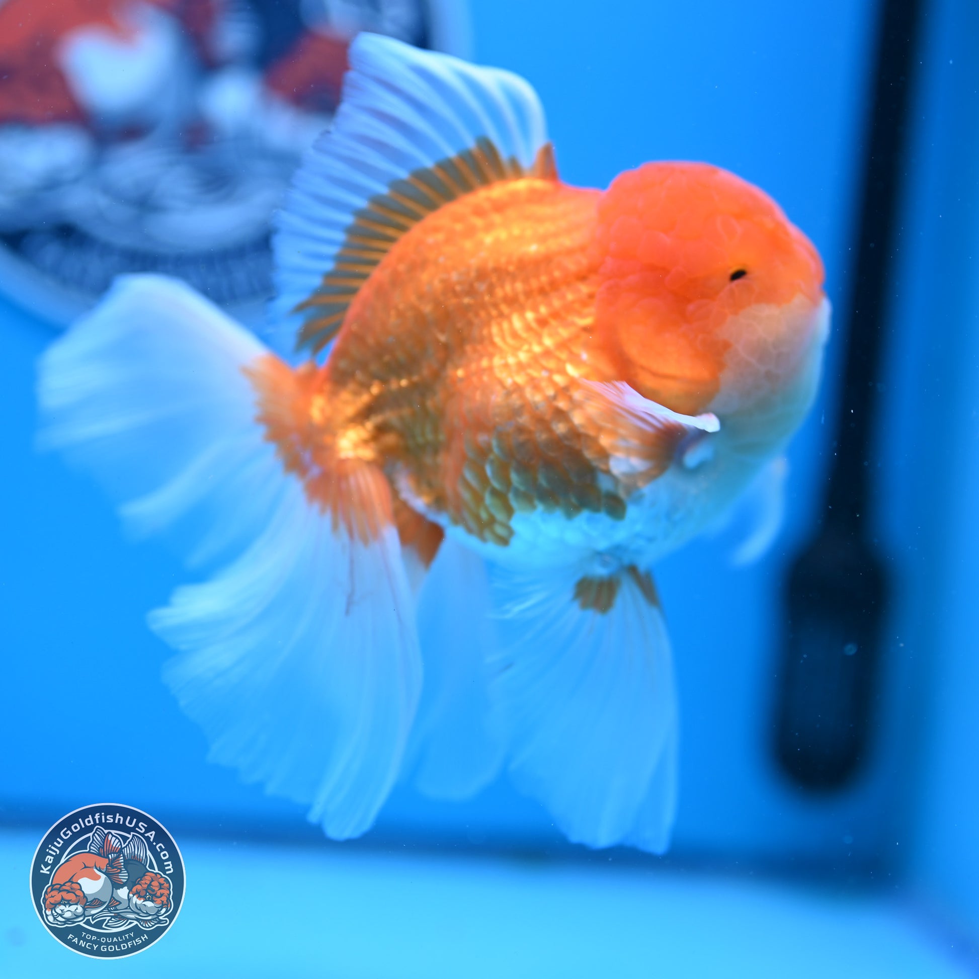 Red White Rose Tail Oranda 4-6.5 inches (240906_OR15) - Kaiju Goldfish USA