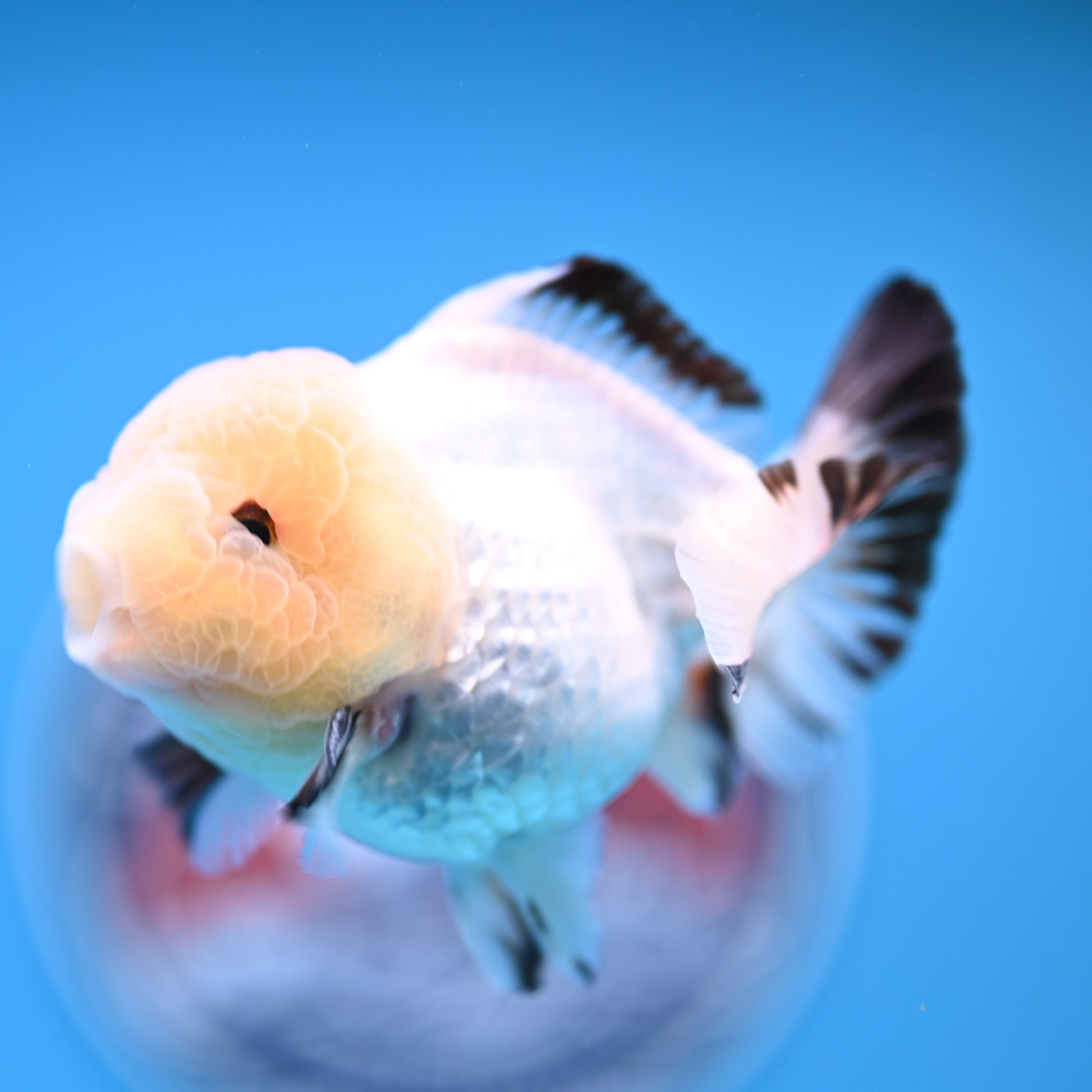 Panda Oranda 3.5-4 inches (241011_OR15) - Kaiju Goldfish USA