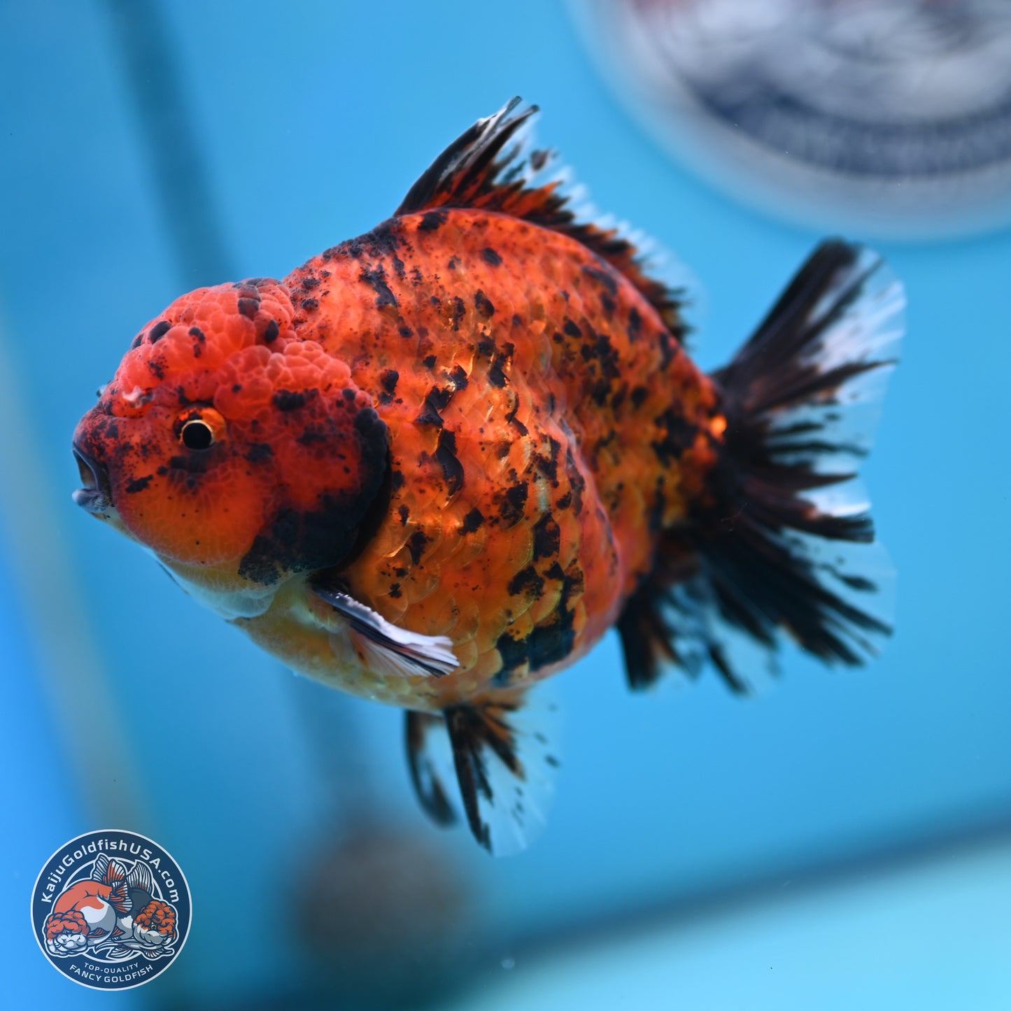 Shogun Tiger Oranda 4 inches Body - Male (250131_OR15)