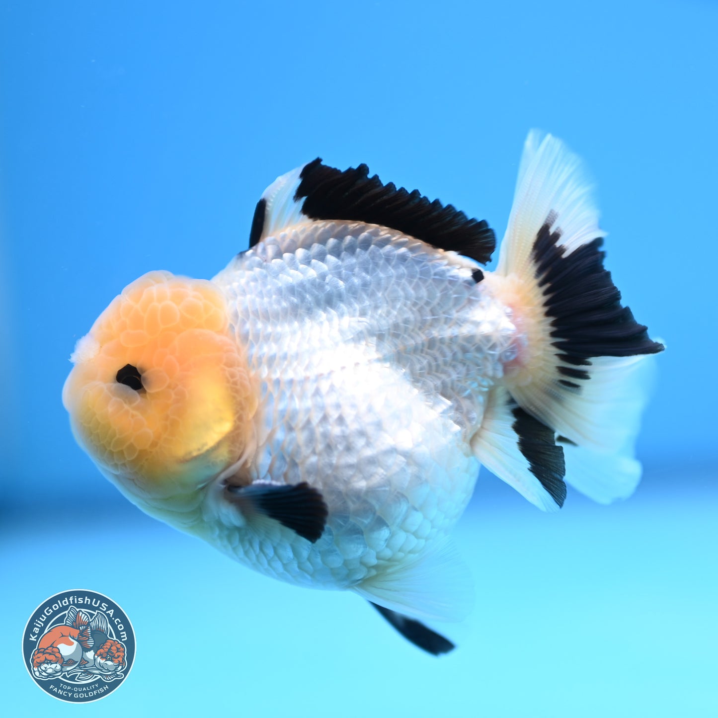 Panda Oranda 3.75 inches Body - Male (241227_OR15) - Kaiju Goldfish USA