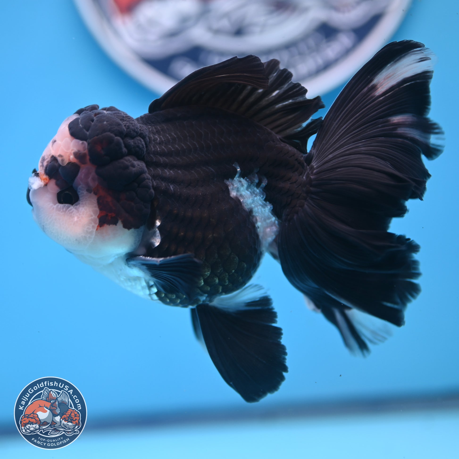 Panda Butterfly Tail Oranda 5.5 inches (241025_OR15) - Kaiju Goldfish USA