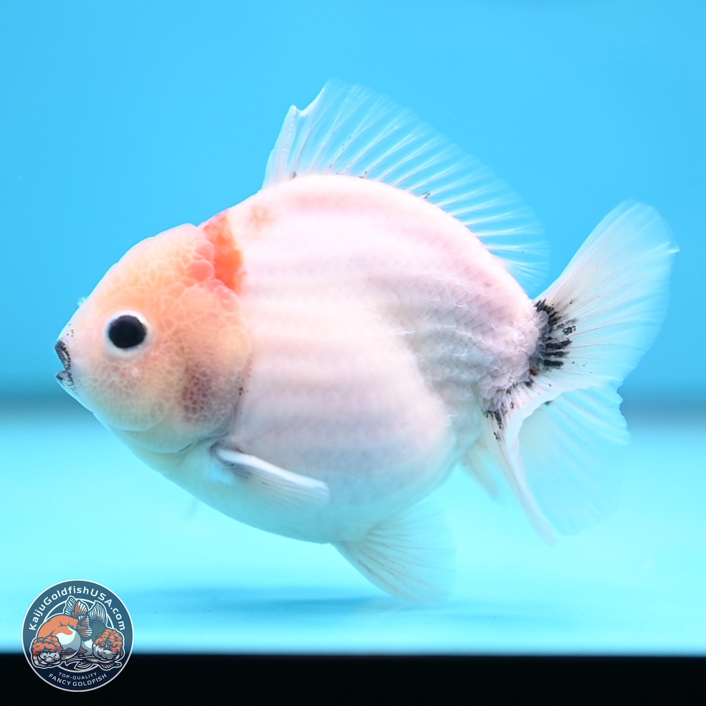 Shogun Sakura Oranda 3.75 inches Body - Male (250207_OR15)