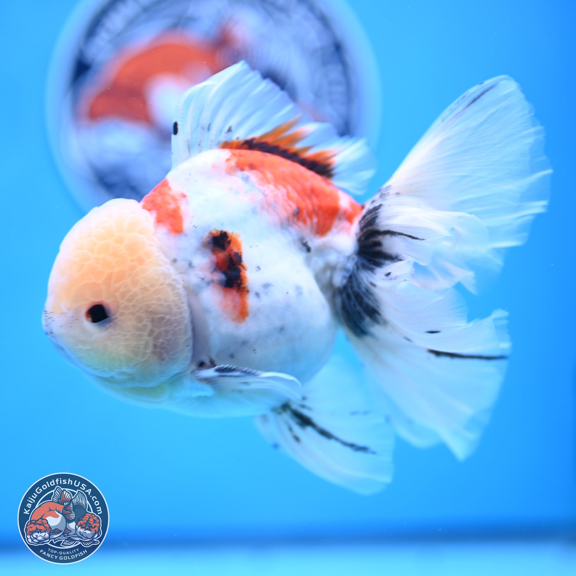 Calico Rose Tail Oranda 6 inches - Male (241129_OR15) - Kaiju Goldfish USA