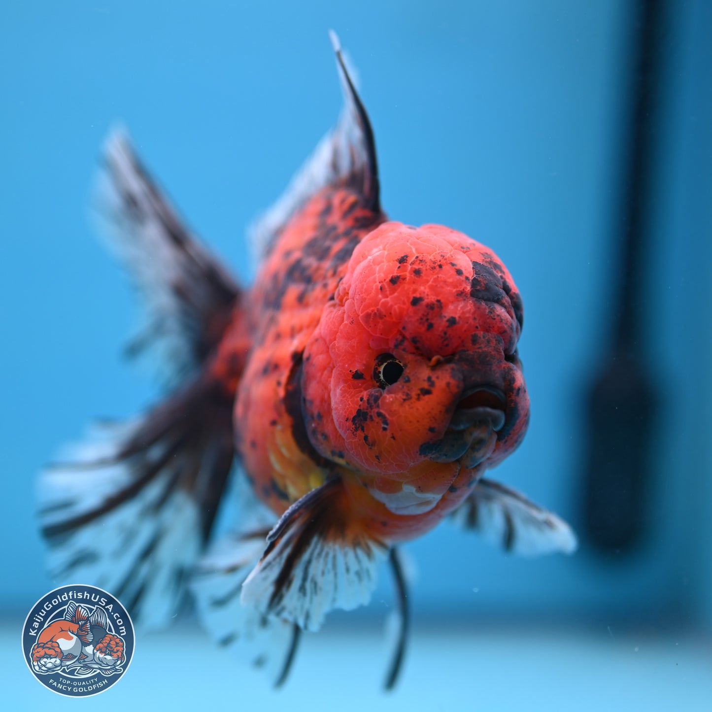 Tiger Rose Tail Oranda 6 inches - Male (241115_OR15) - Kaiju Goldfish USA