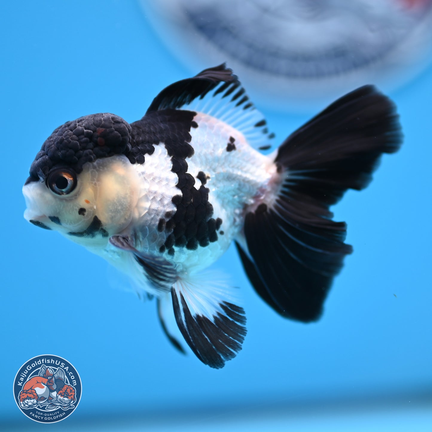 Black Cap Panda Rose Tail Oranda 2.8 inches Body - Male (250314_OR15)