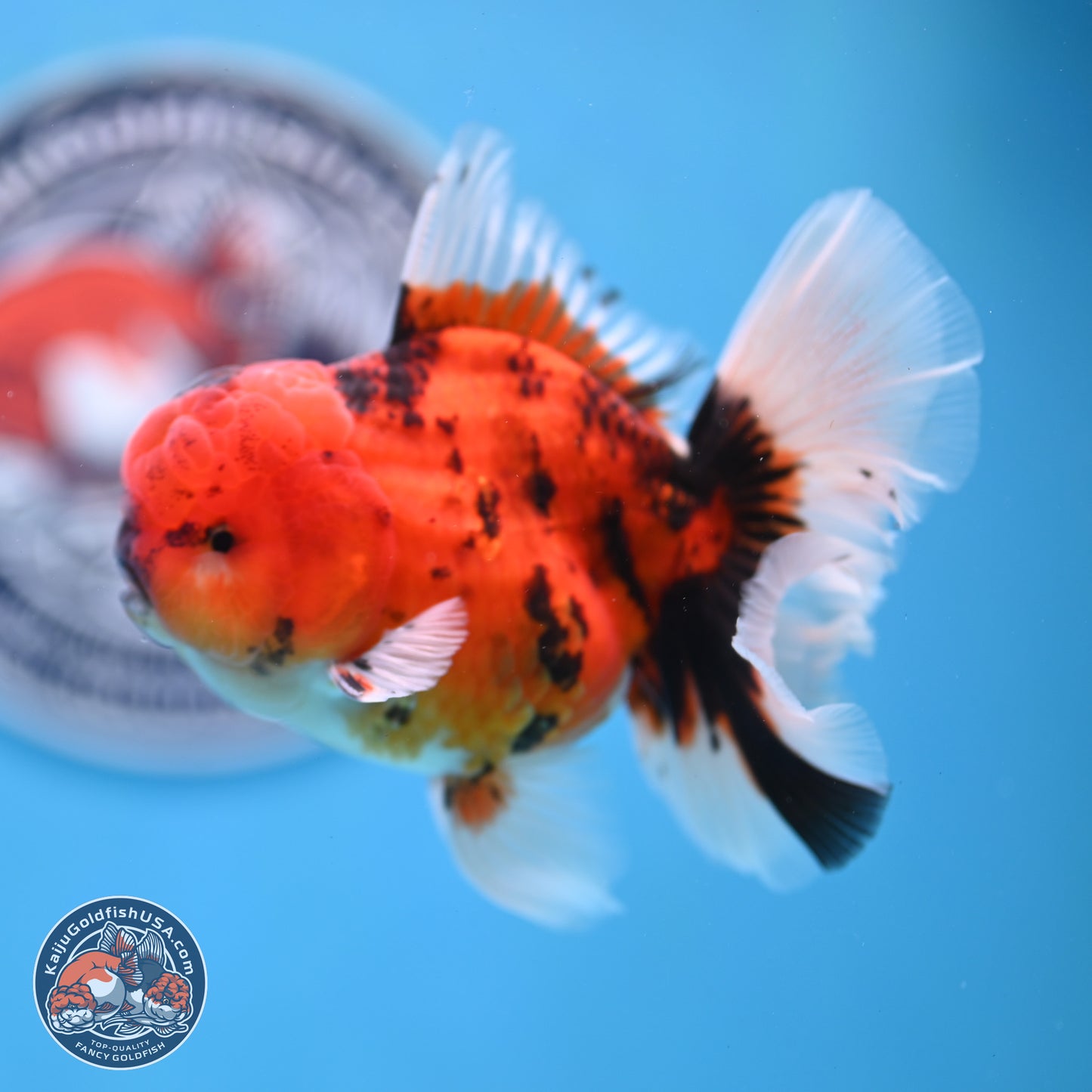 Tiger Orchid Tail Oranda 3.5 inches Body - Male (250307_OR15)