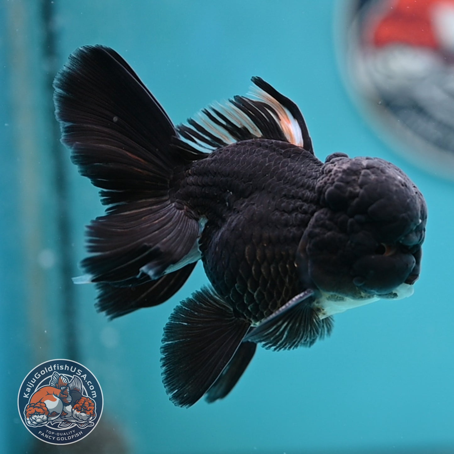 Black Rose Tail Oranda 3 inches Body (250502_OR15)
