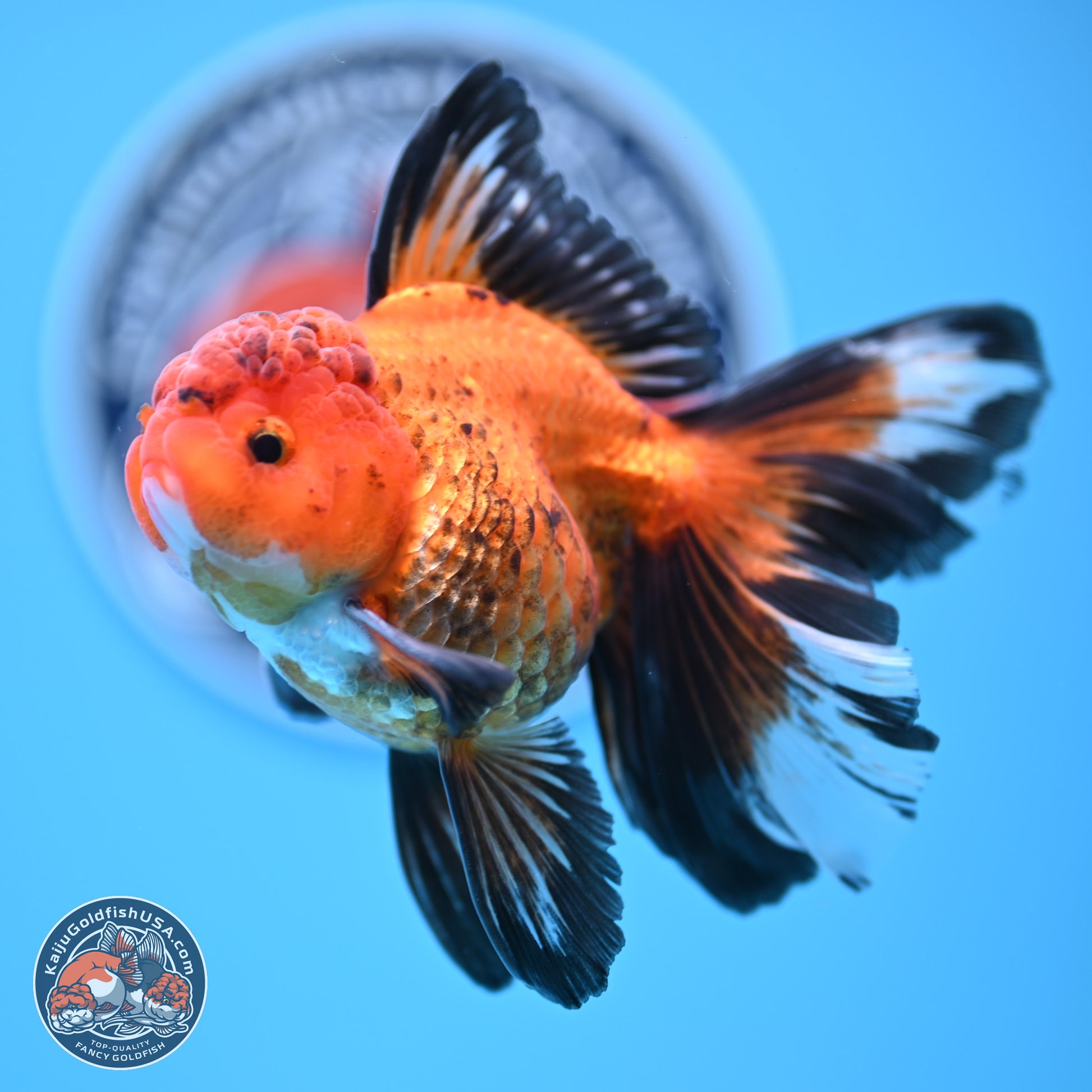 Apache Rose Tail Oranda 3in Body (240830_OR15) - Kaiju Goldfish USA